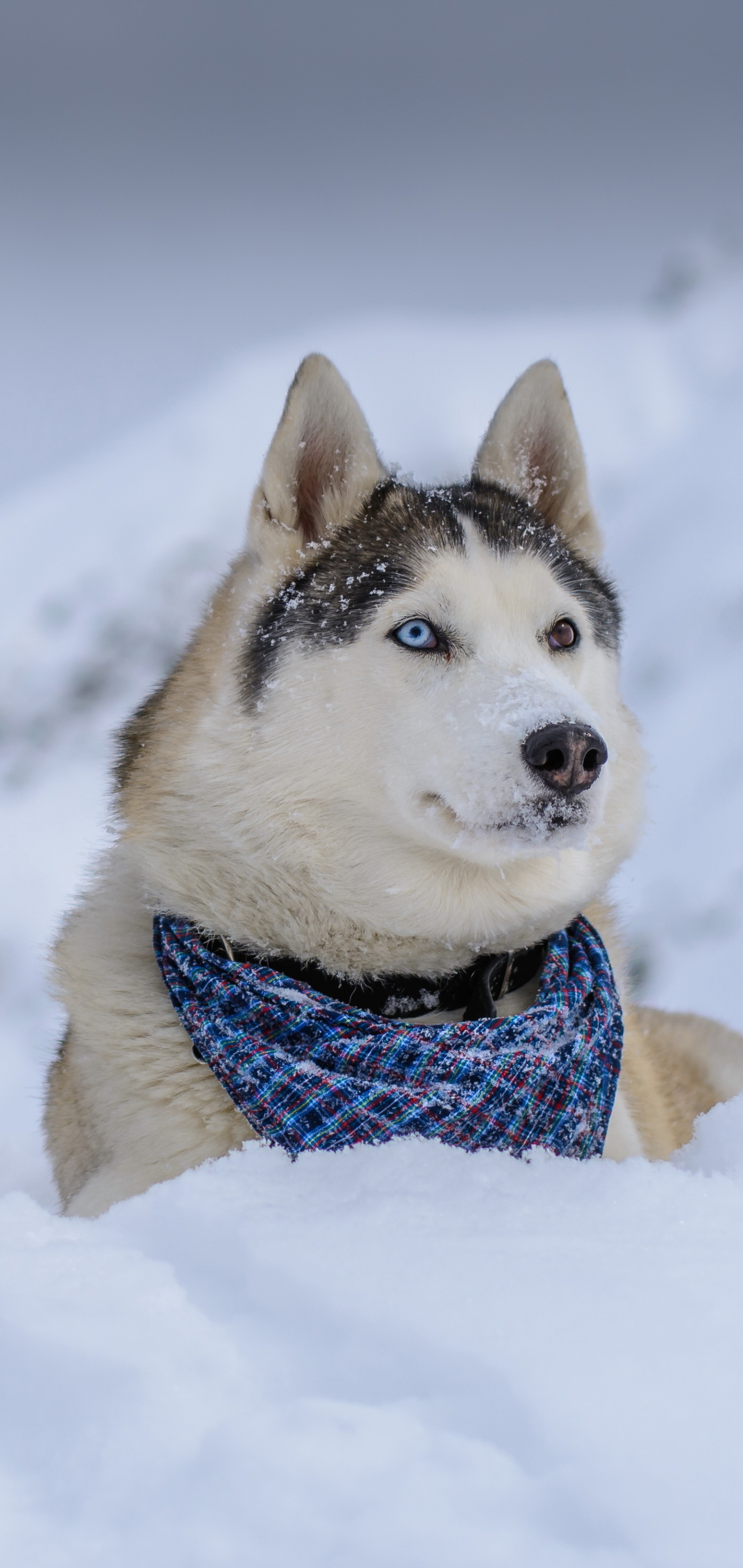 PCデスクトップに動物, 雪, 犬, ハスキー画像を無料でダウンロード