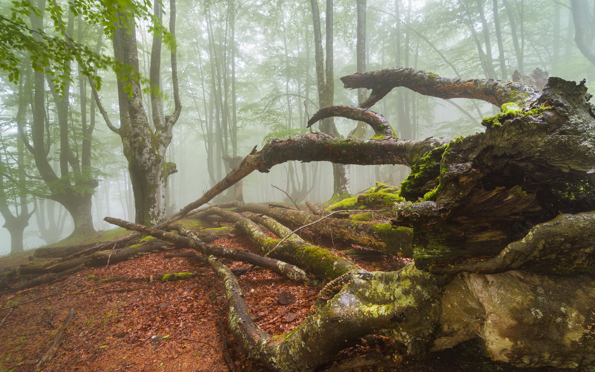 Descarga gratis la imagen Bosque, Tierra/naturaleza en el escritorio de tu PC