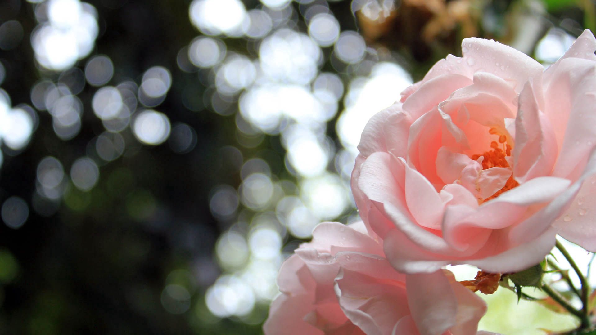 Laden Sie das Makro, Rose, Blütenblätter, Licht, Hell Gefärbt-Bild kostenlos auf Ihren PC-Desktop herunter