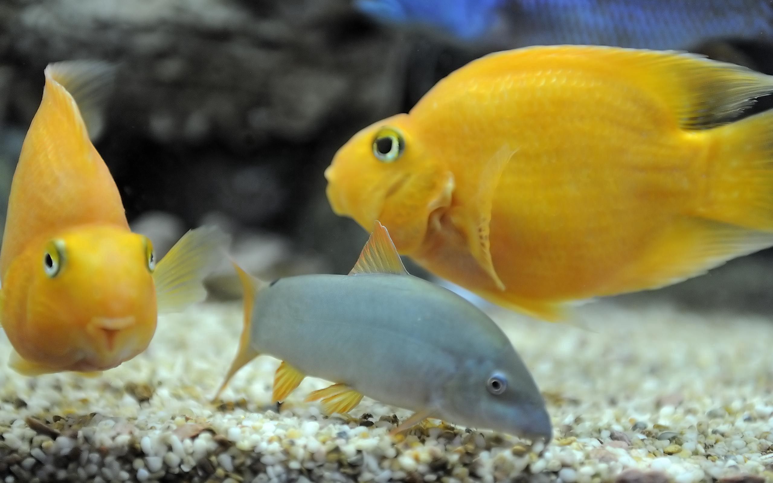 animals, fishes, yellow, underwater world, to swim, swim HD wallpaper