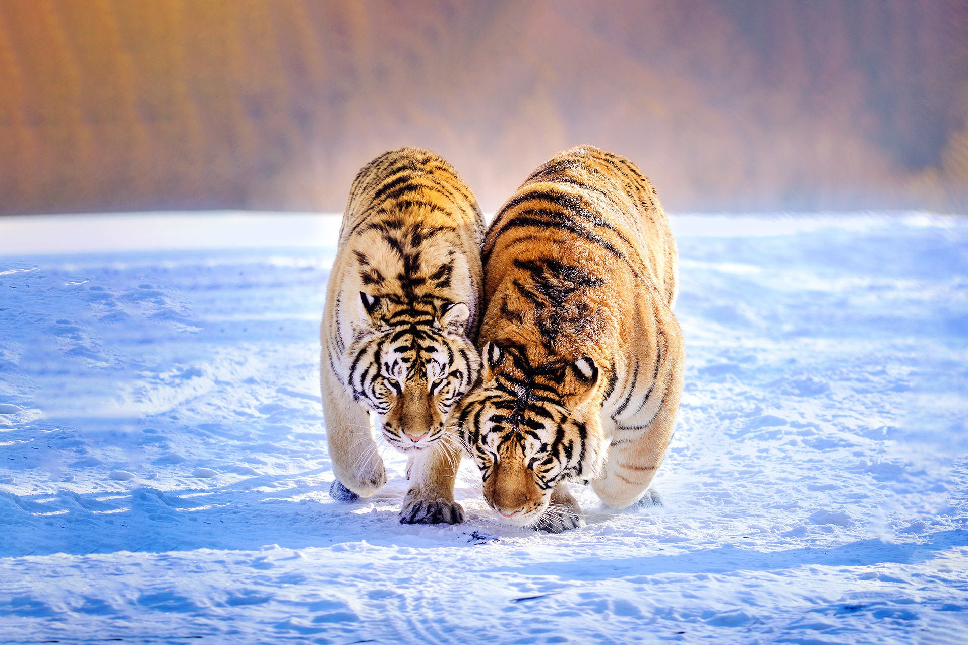 Téléchargez gratuitement l'image Animaux, Chats, Tigre sur le bureau de votre PC