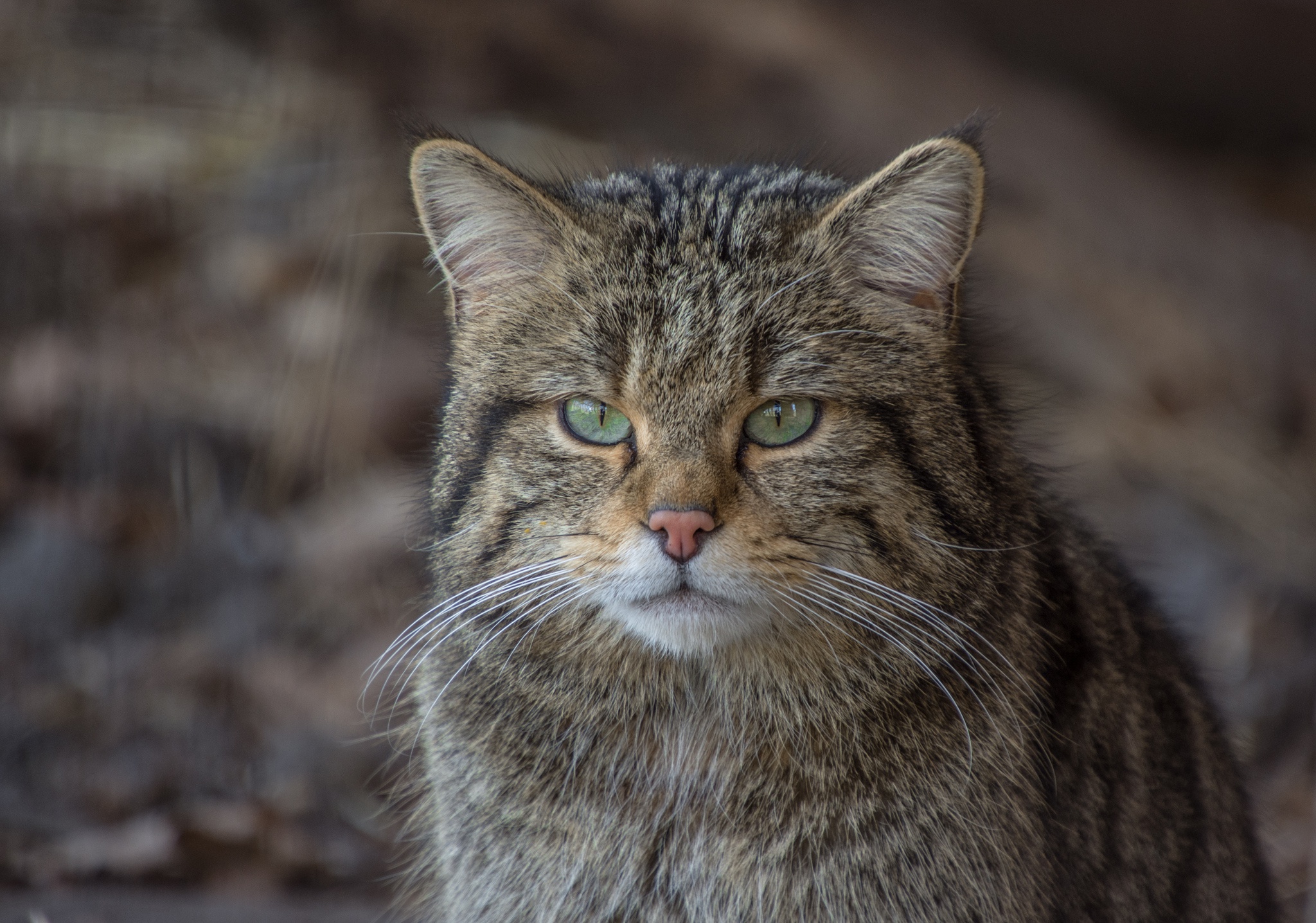 Laden Sie das Tiere, Katzen, Katze, Starren-Bild kostenlos auf Ihren PC-Desktop herunter