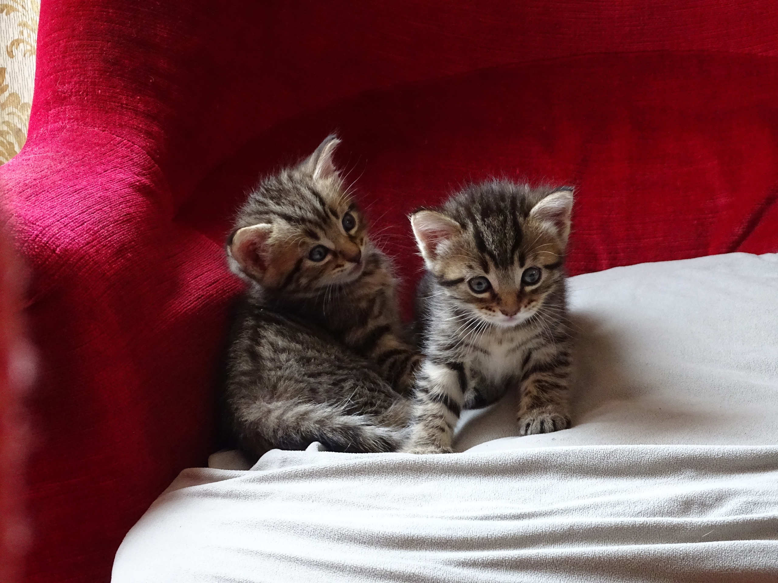 Téléchargez gratuitement l'image Animaux, Chats, Chat, Chaton, Bébé Animal sur le bureau de votre PC