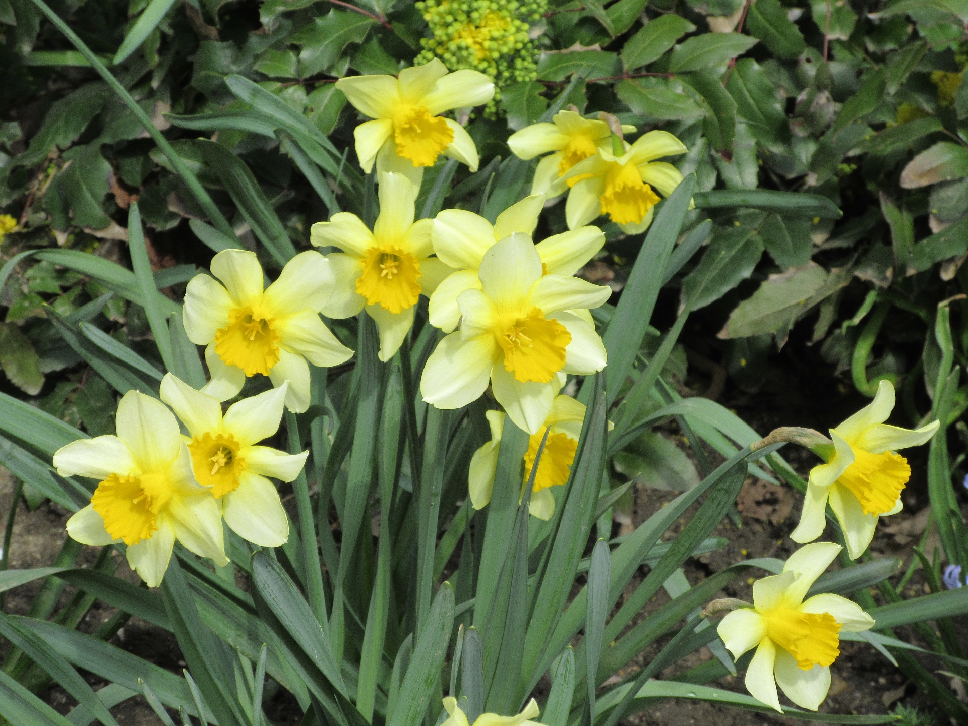 Free download wallpaper Flower, Earth, Daffodil on your PC desktop
