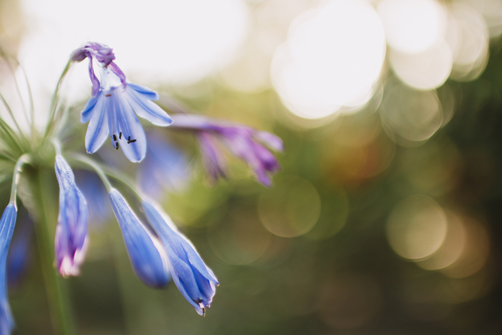 Free download wallpaper Nature, Flowers, Flower, Earth, Bokeh, Blue Flower on your PC desktop