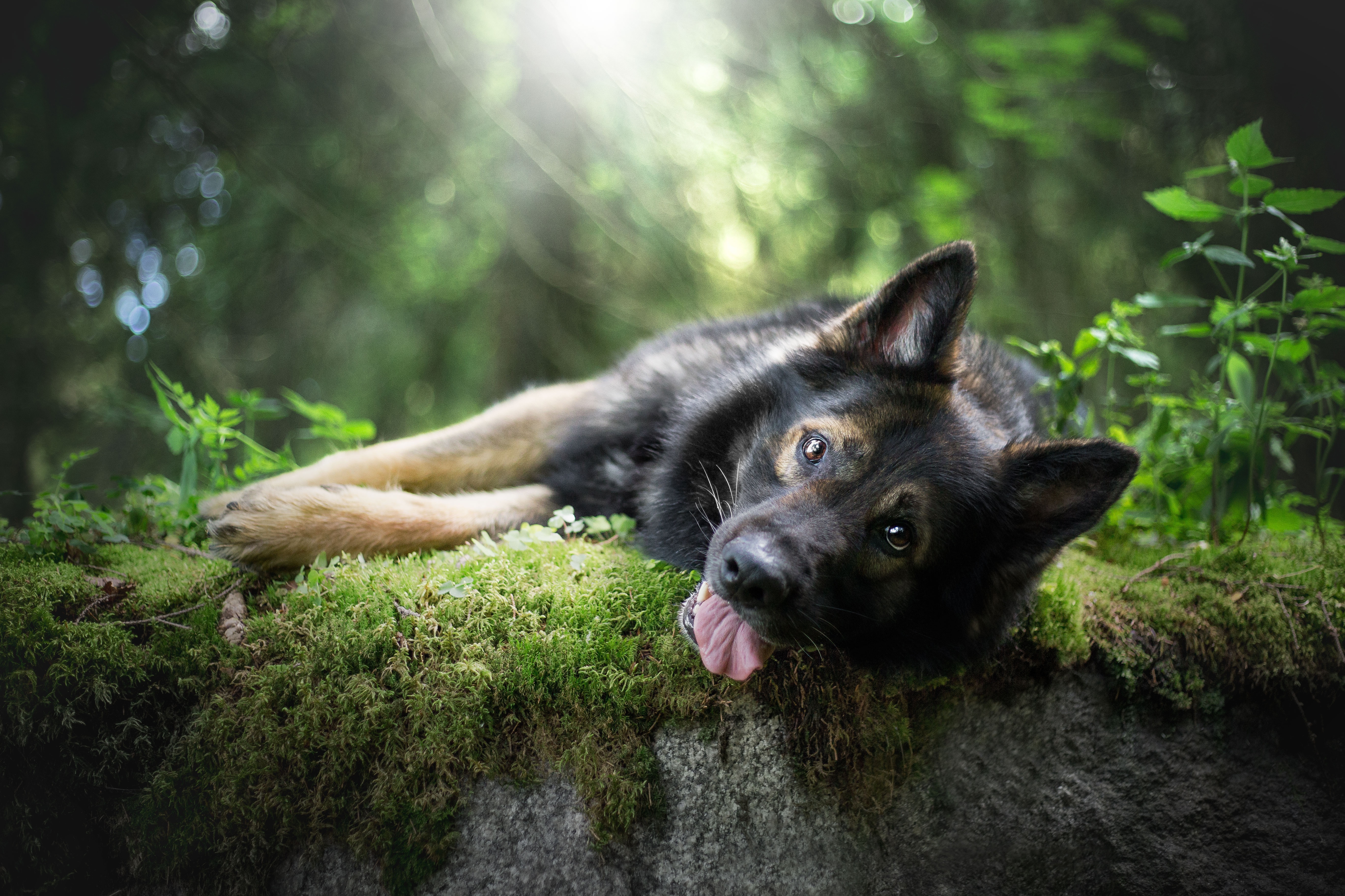 Download mobile wallpaper Dogs, Dog, Animal, Sunny, German Shepherd, Depth Of Field for free.