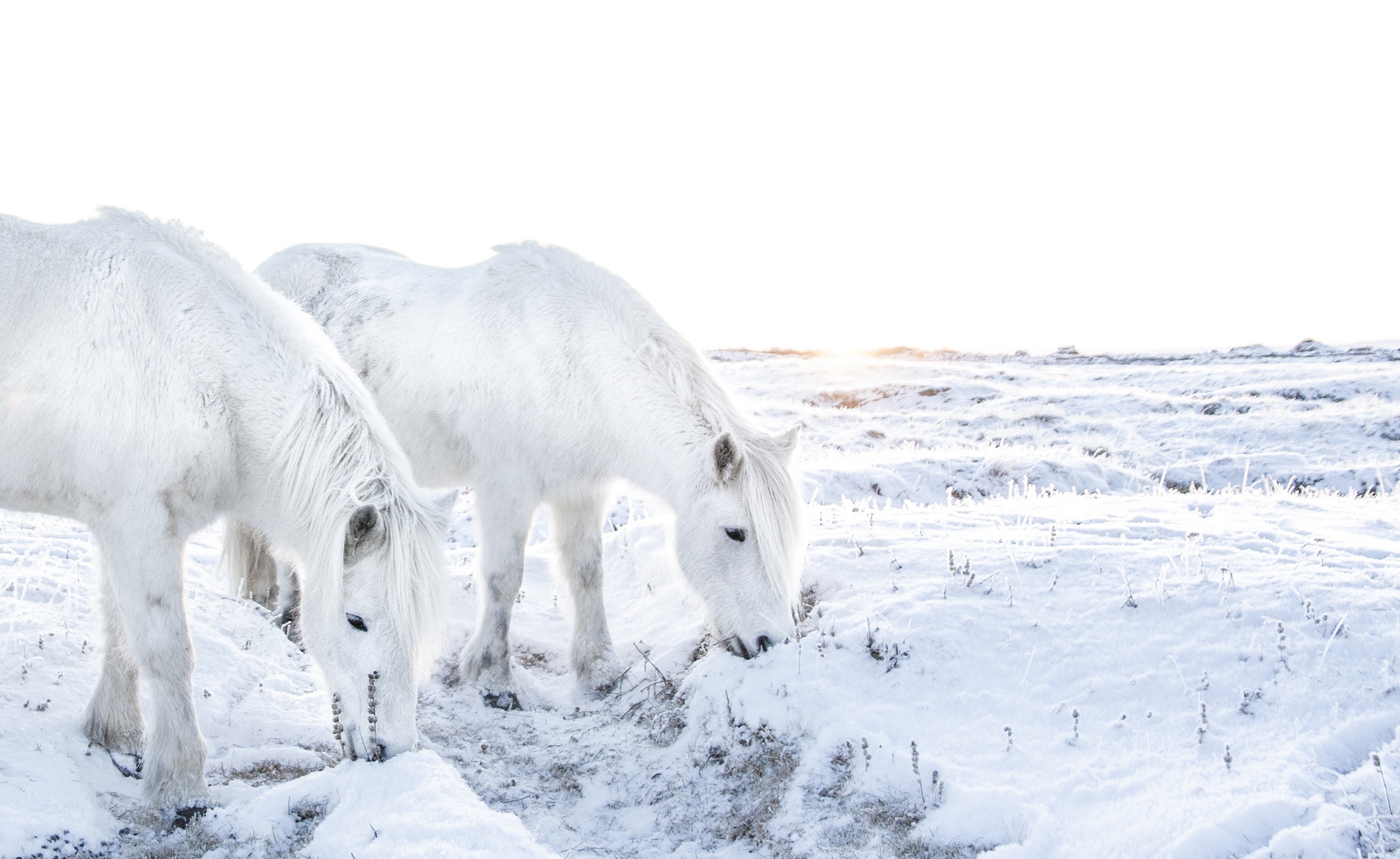 Handy-Wallpaper Tiere, Winter, Schnee, Sonnenaufgang, Hauspferd kostenlos herunterladen.