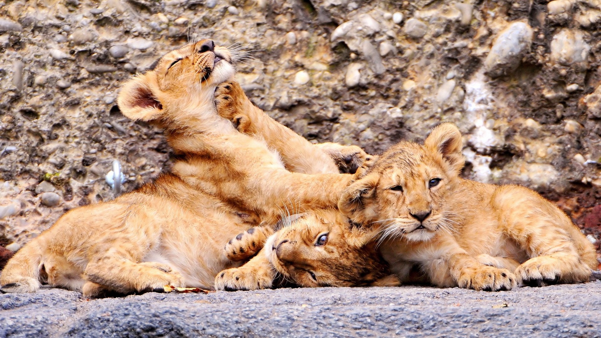 Laden Sie das Tiere, Katzen, Löwe-Bild kostenlos auf Ihren PC-Desktop herunter