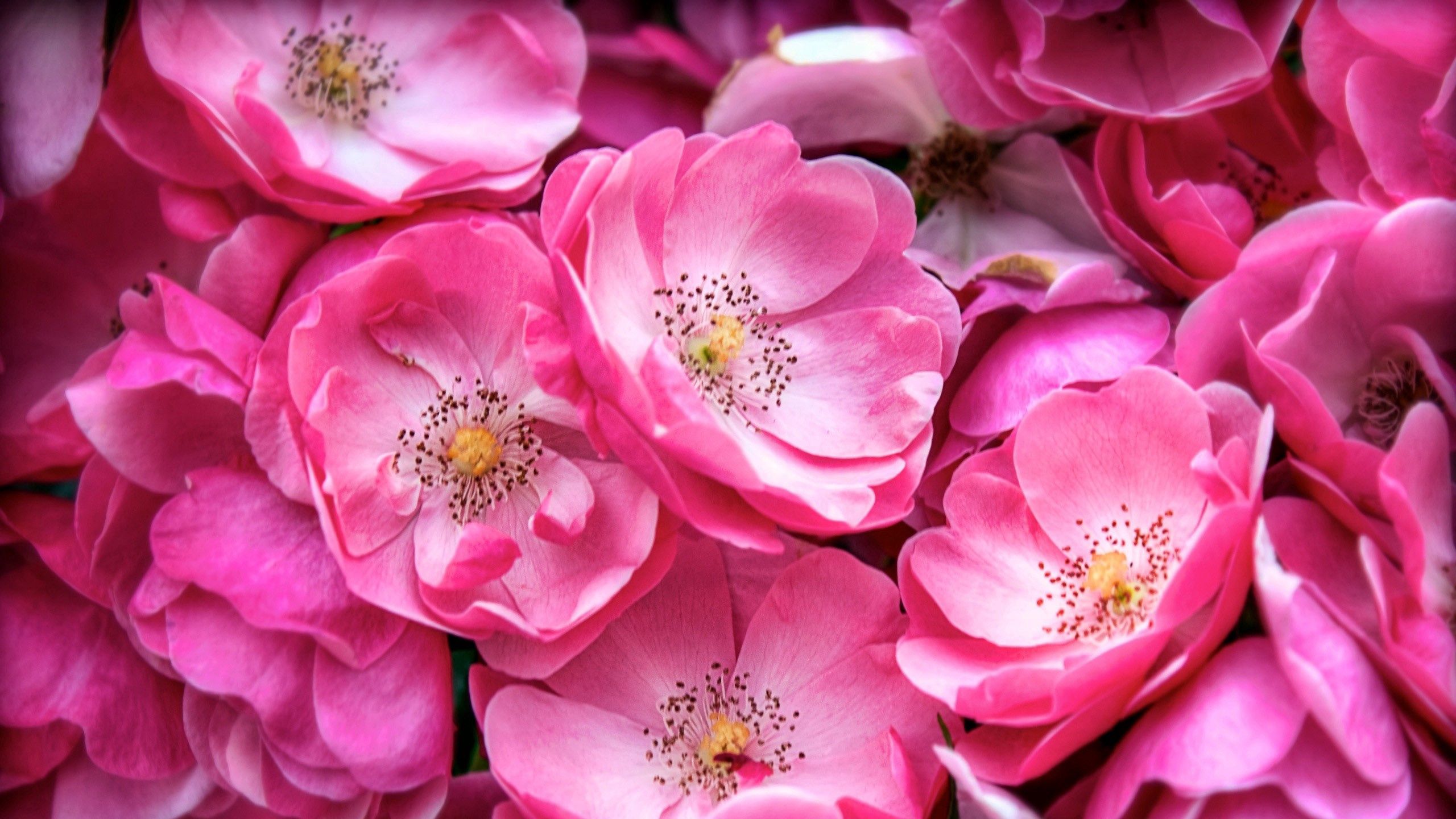Descarga gratuita de fondo de pantalla para móvil de Rosa, Planta, Macro, Floración, Florecer, Rosado, Flores.