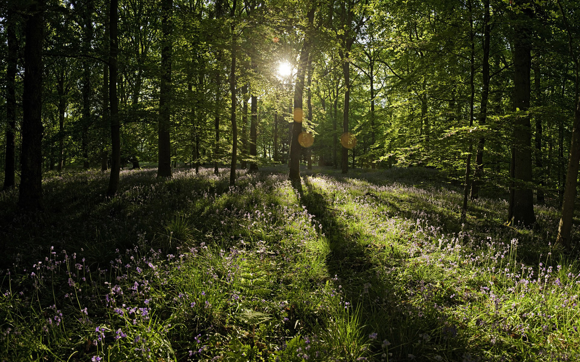 Téléchargez gratuitement l'image Rayon De Soleil, Terre/nature sur le bureau de votre PC