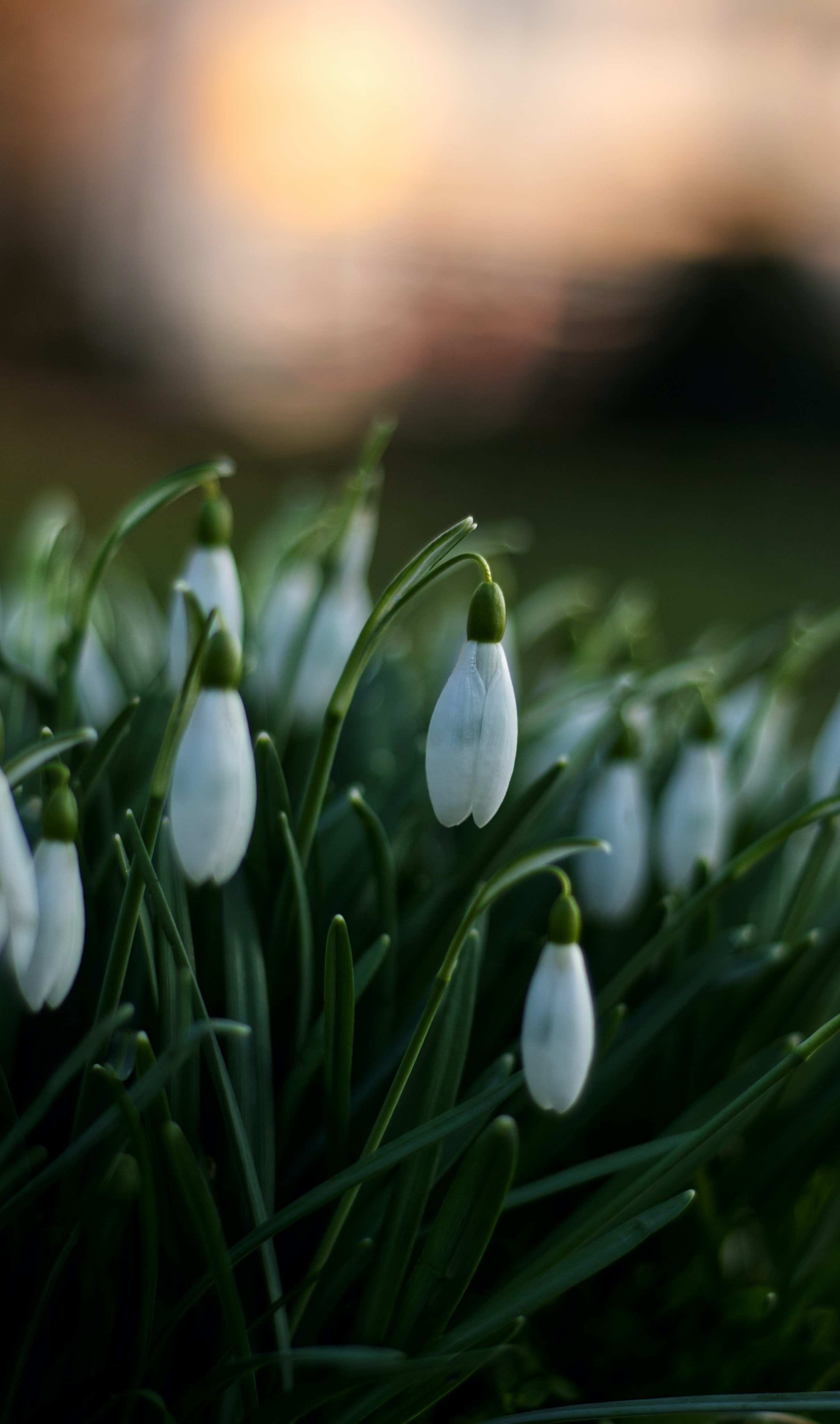 Download mobile wallpaper Macro, Flowers, Snowdrops, Spring for free.