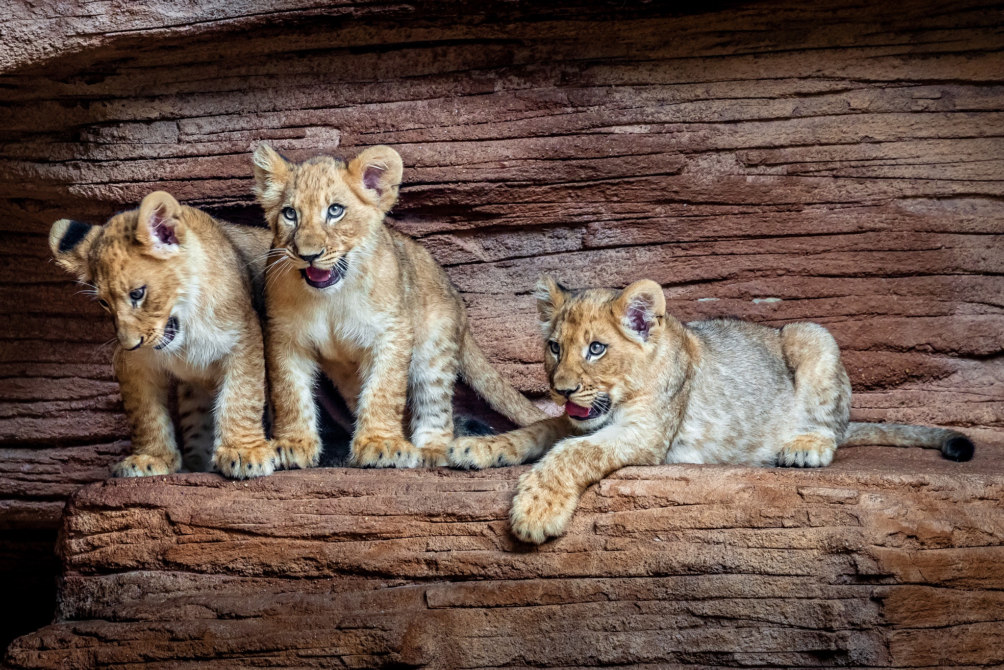 Free download wallpaper Cats, Lion, Animal, Baby Animal, Cub on your PC desktop