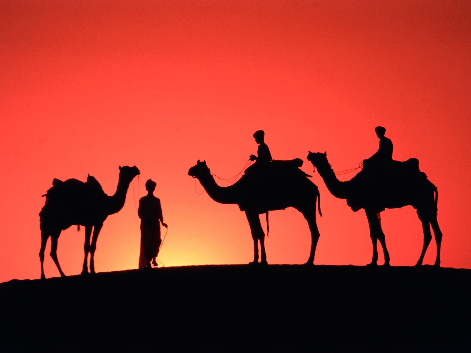 551689 Hintergrundbild herunterladen tiere, kamel - Bildschirmschoner und Bilder kostenlos