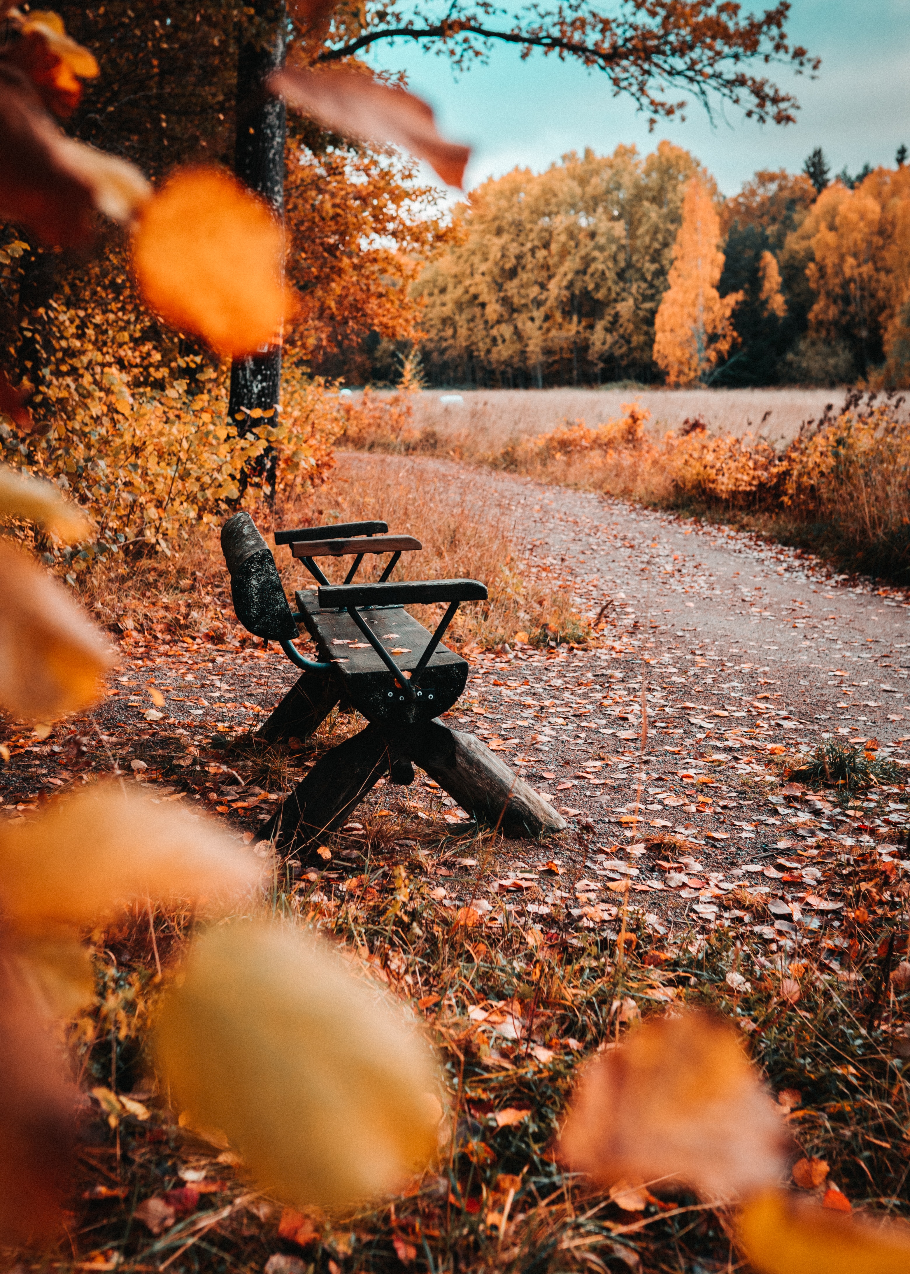foliage, nature, autumn, leaves, yellow, bench