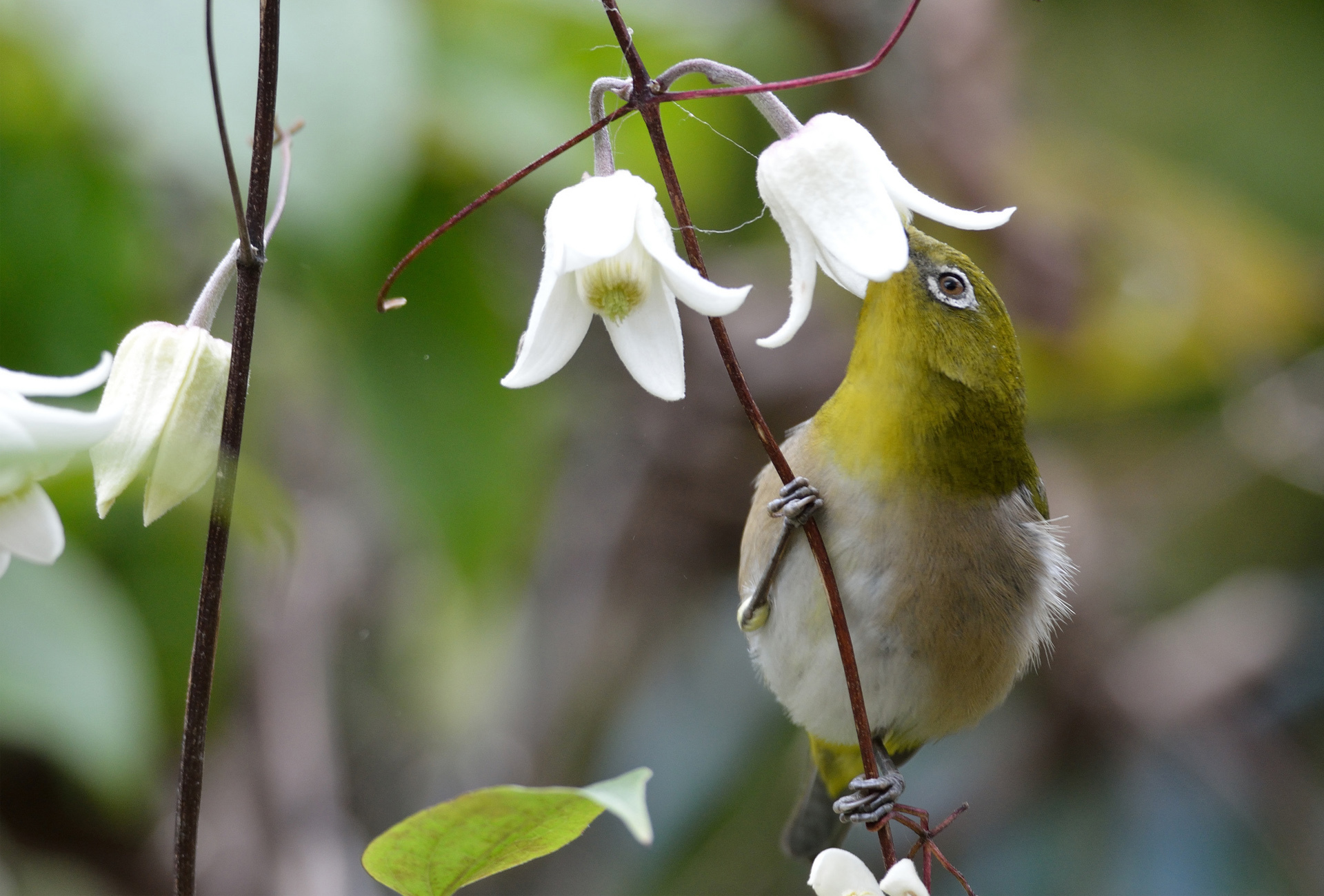 Descarga gratuita de fondo de pantalla para móvil de Ave, Aves, Animales.