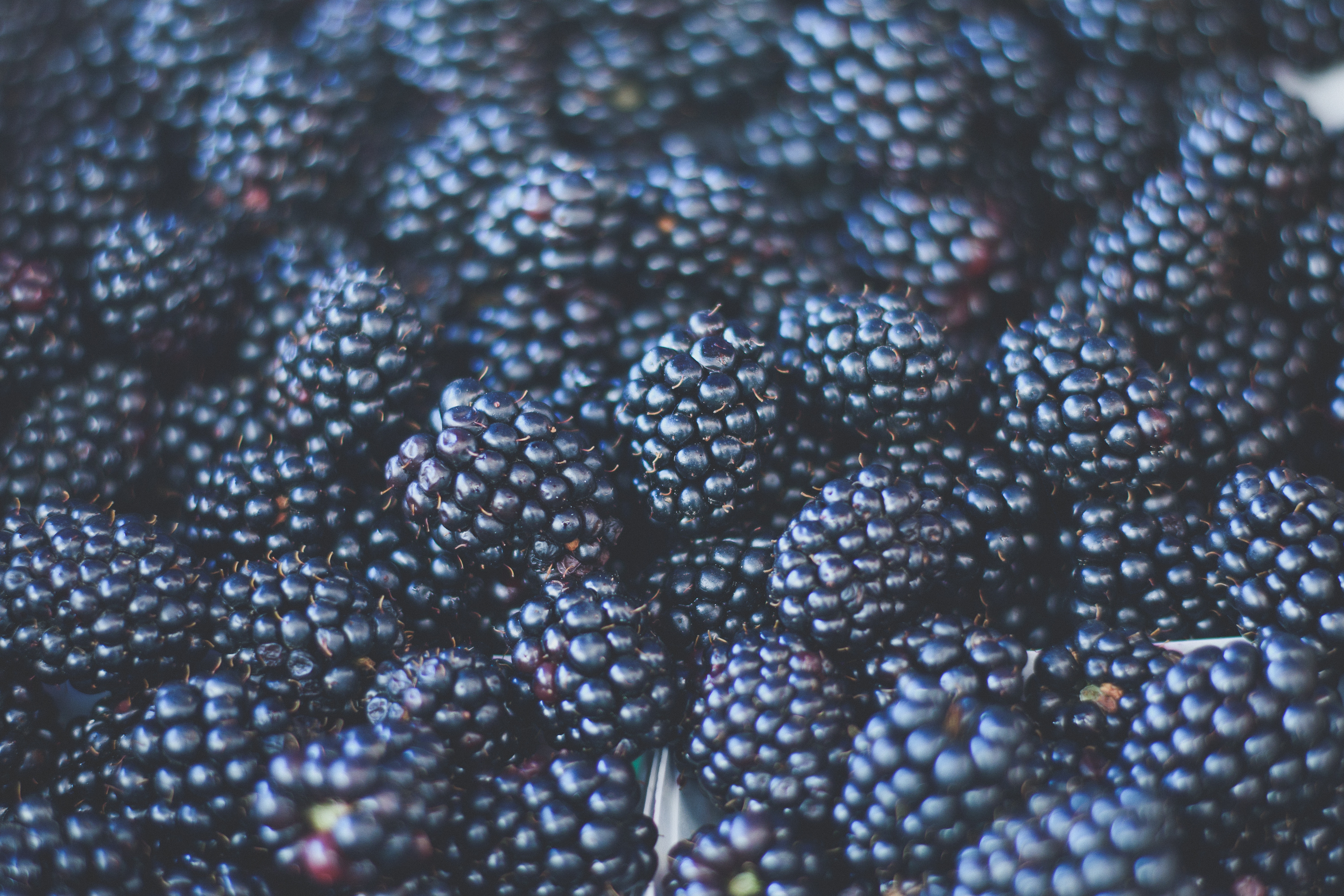 121699 Hintergrundbild herunterladen lebensmittel, berries, blackberry, unschärfe, glatt, reif - Bildschirmschoner und Bilder kostenlos