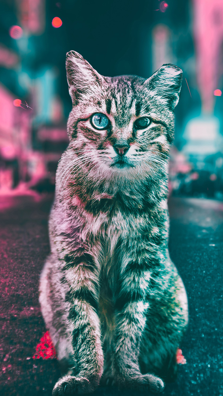 Download mobile wallpaper Cats, Light, Road, Cat, Animal for free.