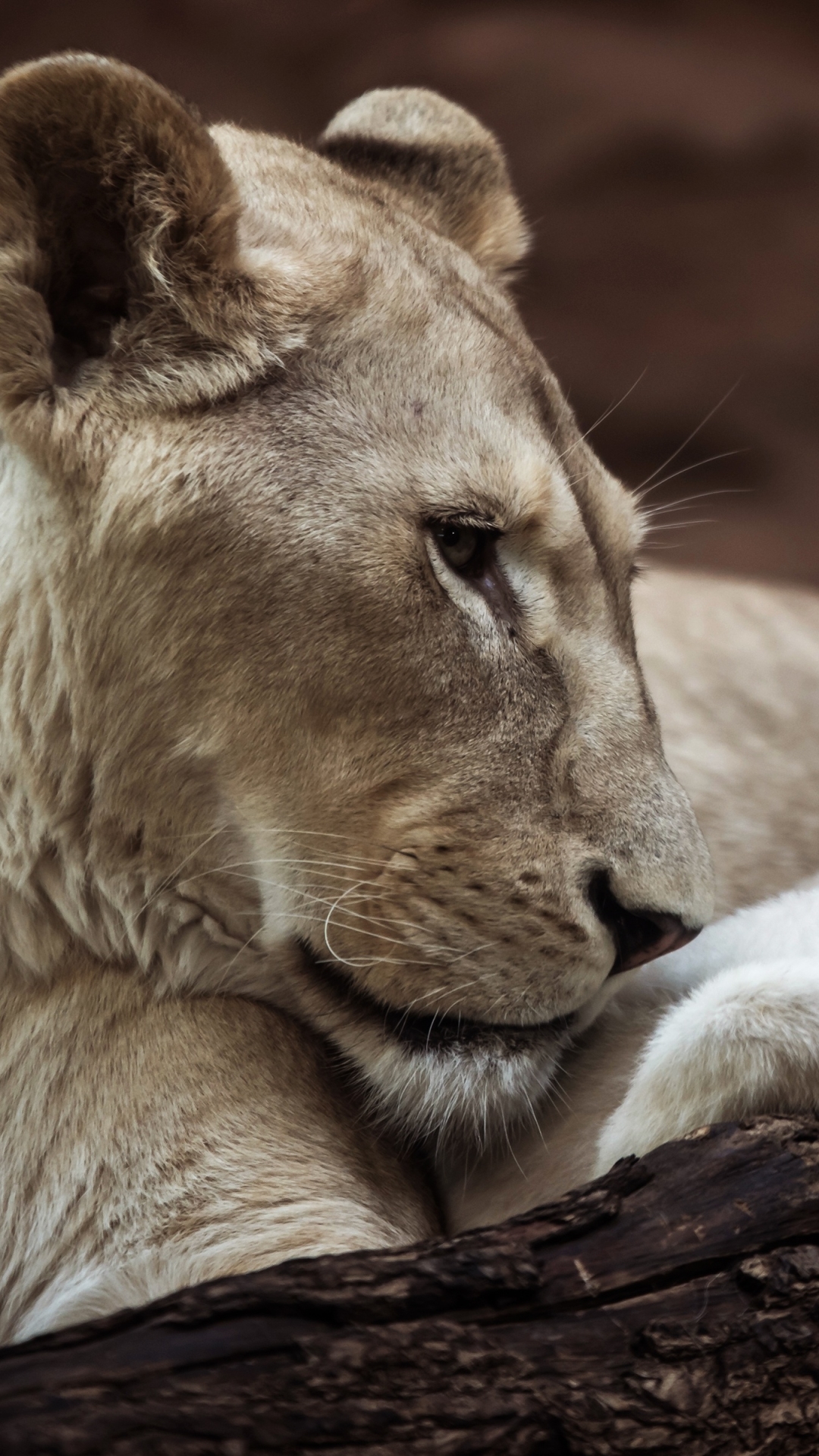 Descarga gratuita de fondo de pantalla para móvil de Animales, Gatos, León, Cachorro, Bebe Animal.