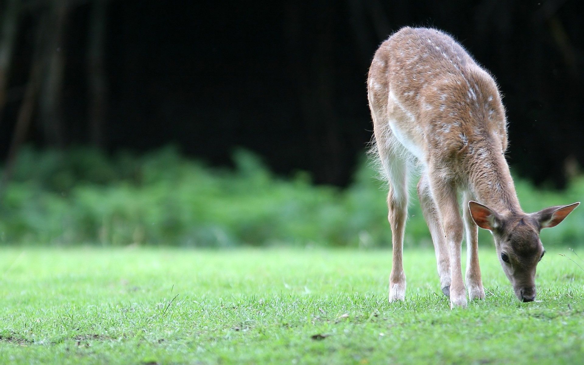 Handy-Wallpaper Tiere, Hirsch kostenlos herunterladen.