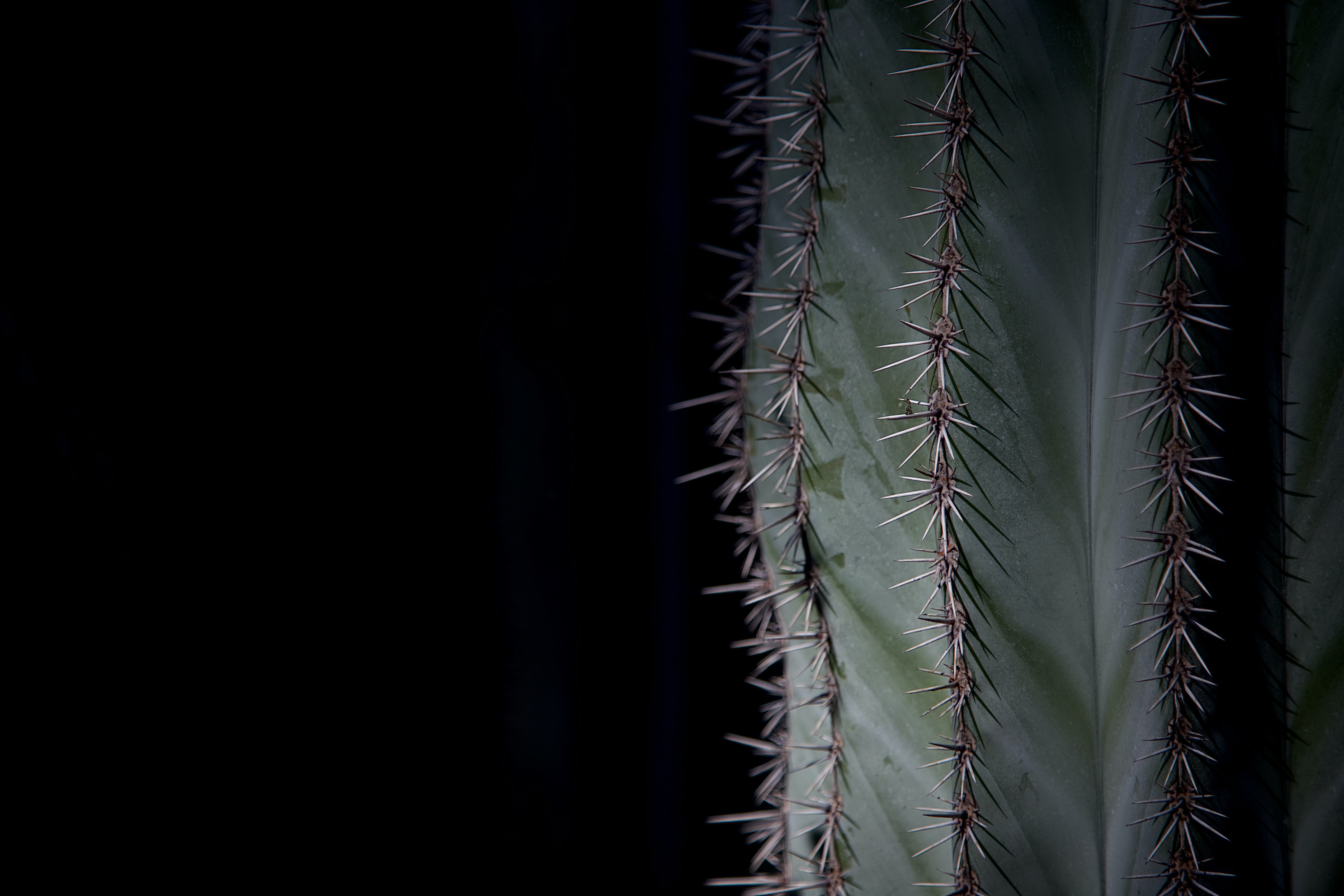 green, plant, macro, cactus, thorns, prickles HD wallpaper