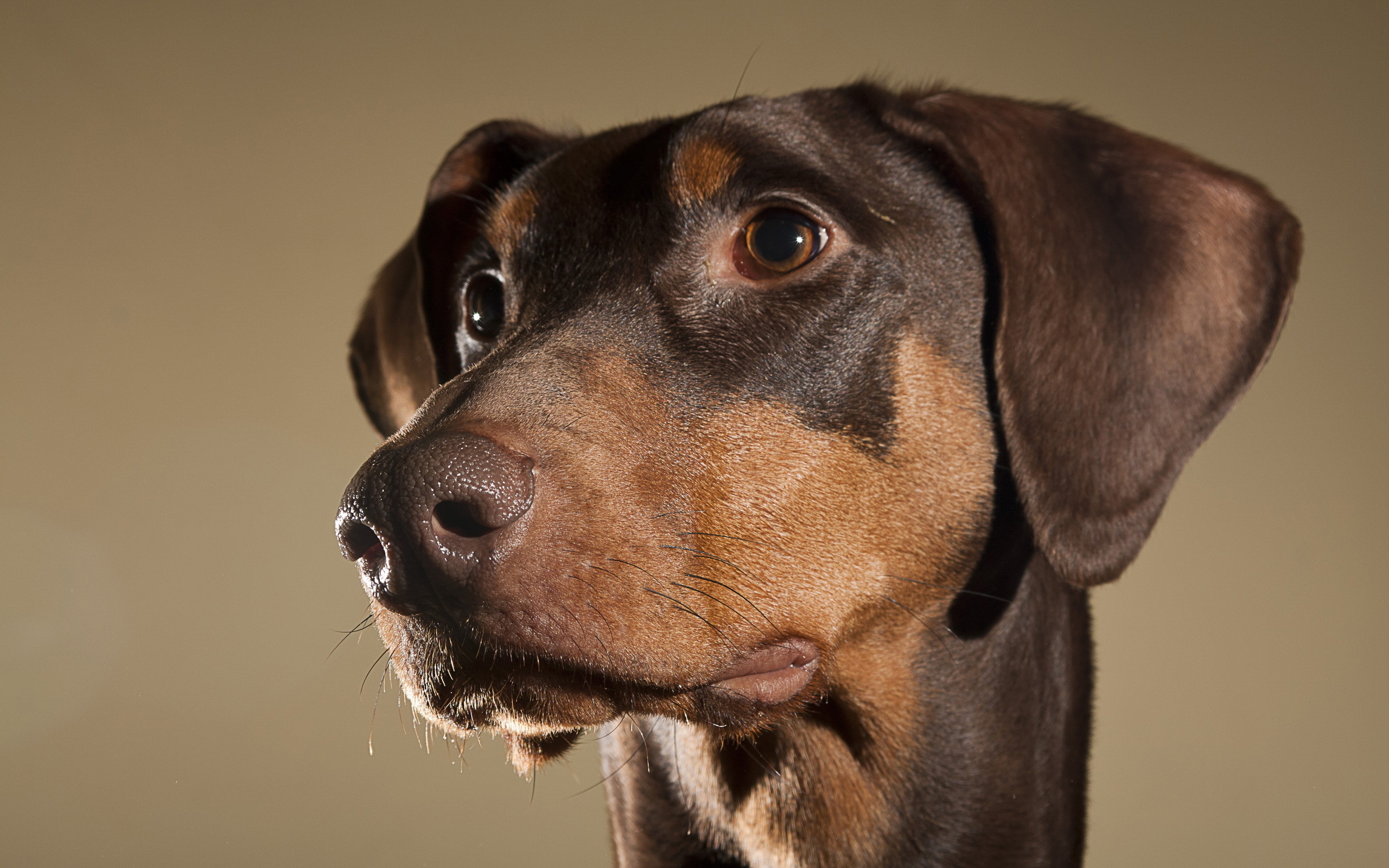 Téléchargez gratuitement l'image Animaux, Chiens, Chien sur le bureau de votre PC