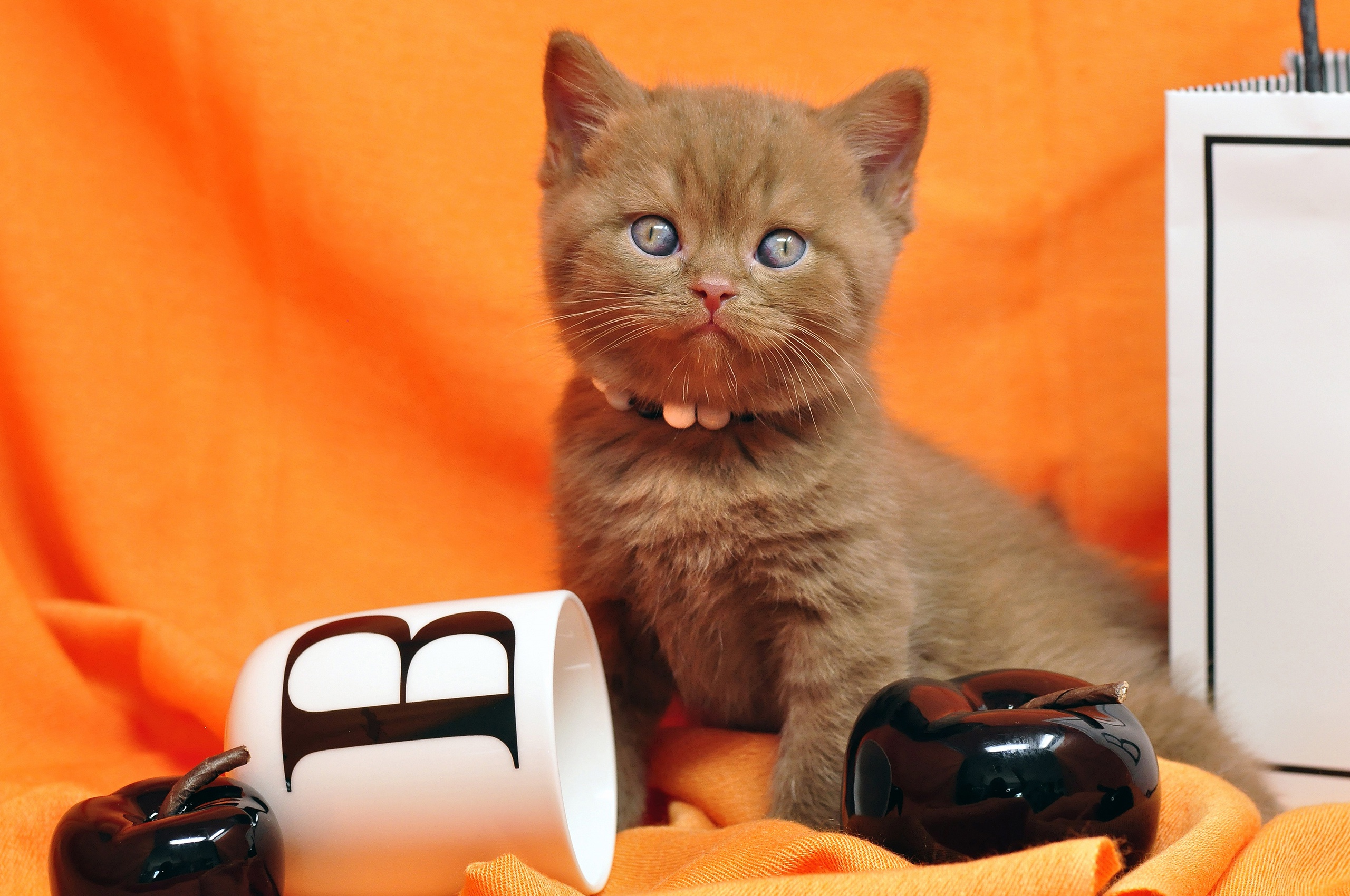 Download mobile wallpaper Cats, Kitten, Animal, British Shorthair for free.