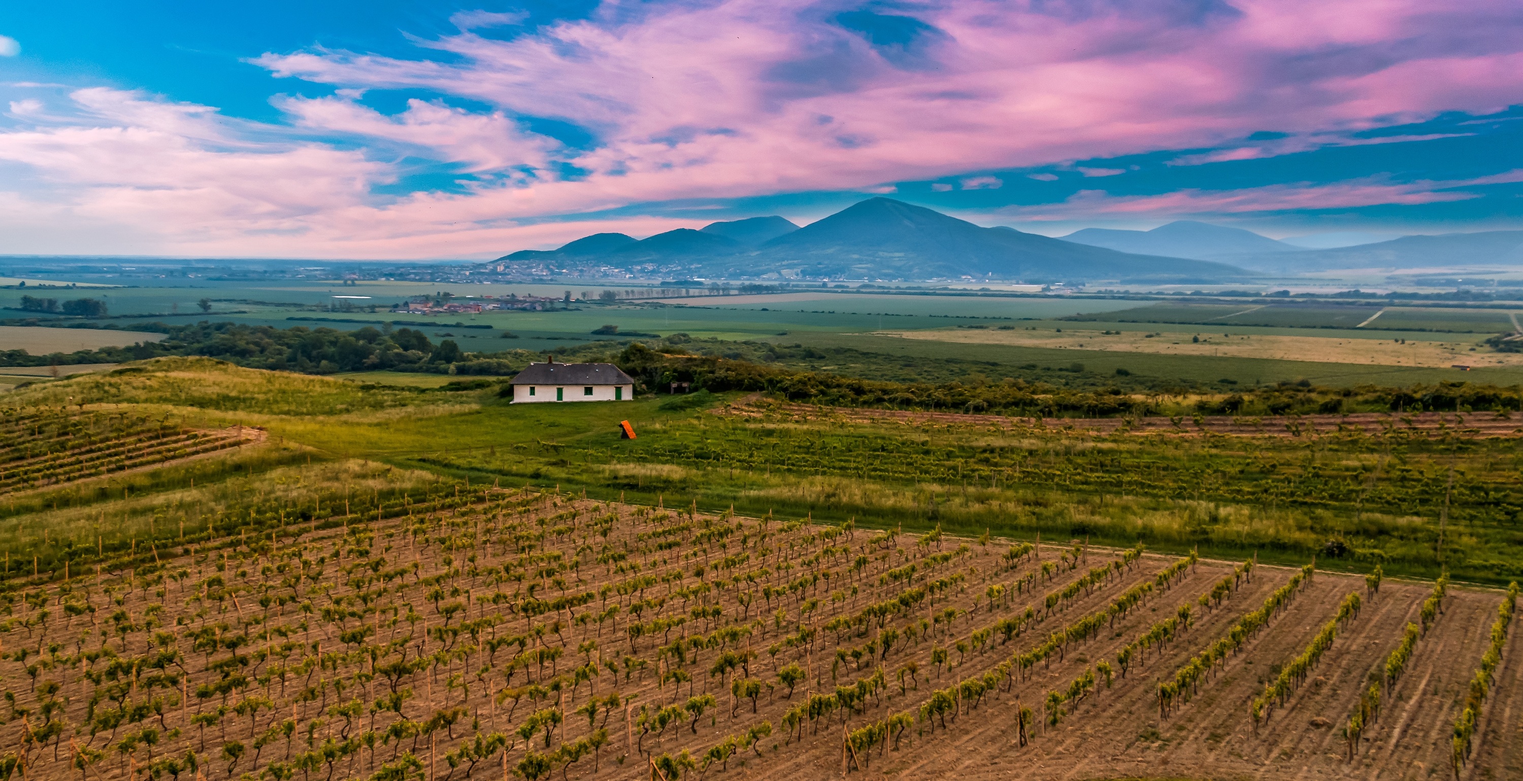 vineyard, nature, sky, field, slovakia