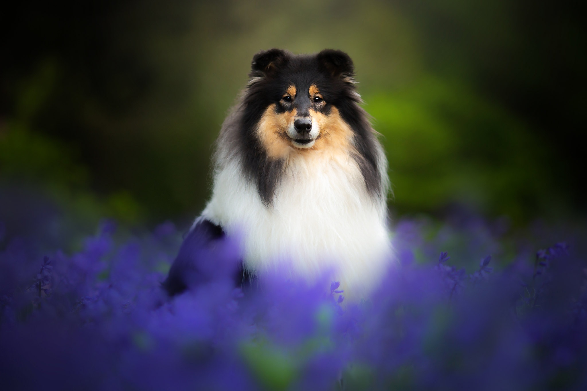 Laden Sie das Tiere, Hunde, Blume, Hund, Shetland Schäferhund-Bild kostenlos auf Ihren PC-Desktop herunter