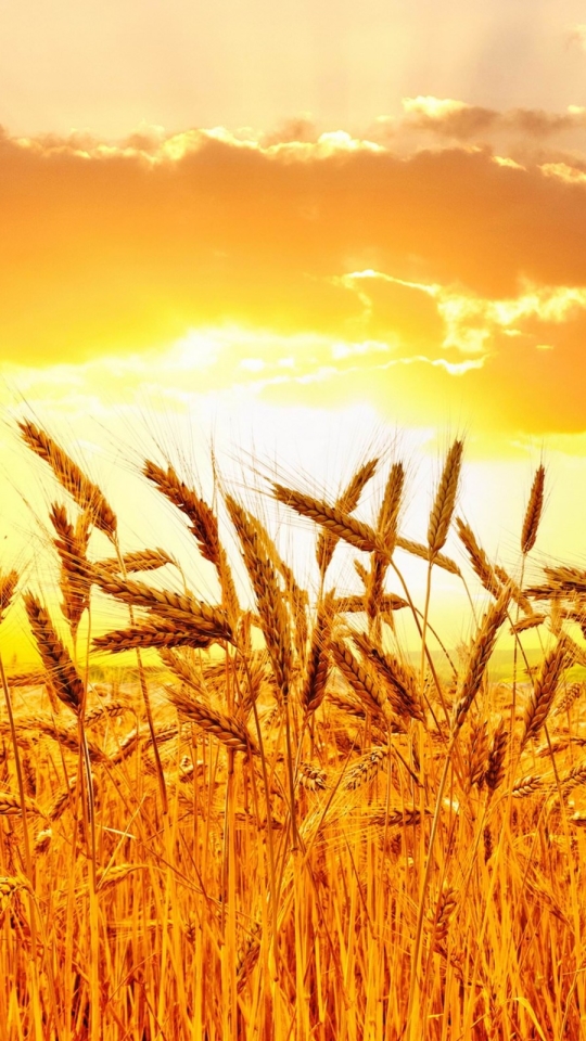 Download mobile wallpaper Sunset, Sun, Wheat, Earth for free.