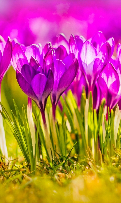 Скачати мобільні шпалери Квітка, Земля, Весна, Крокус, Рожева Квітка, Флауерзи безкоштовно.