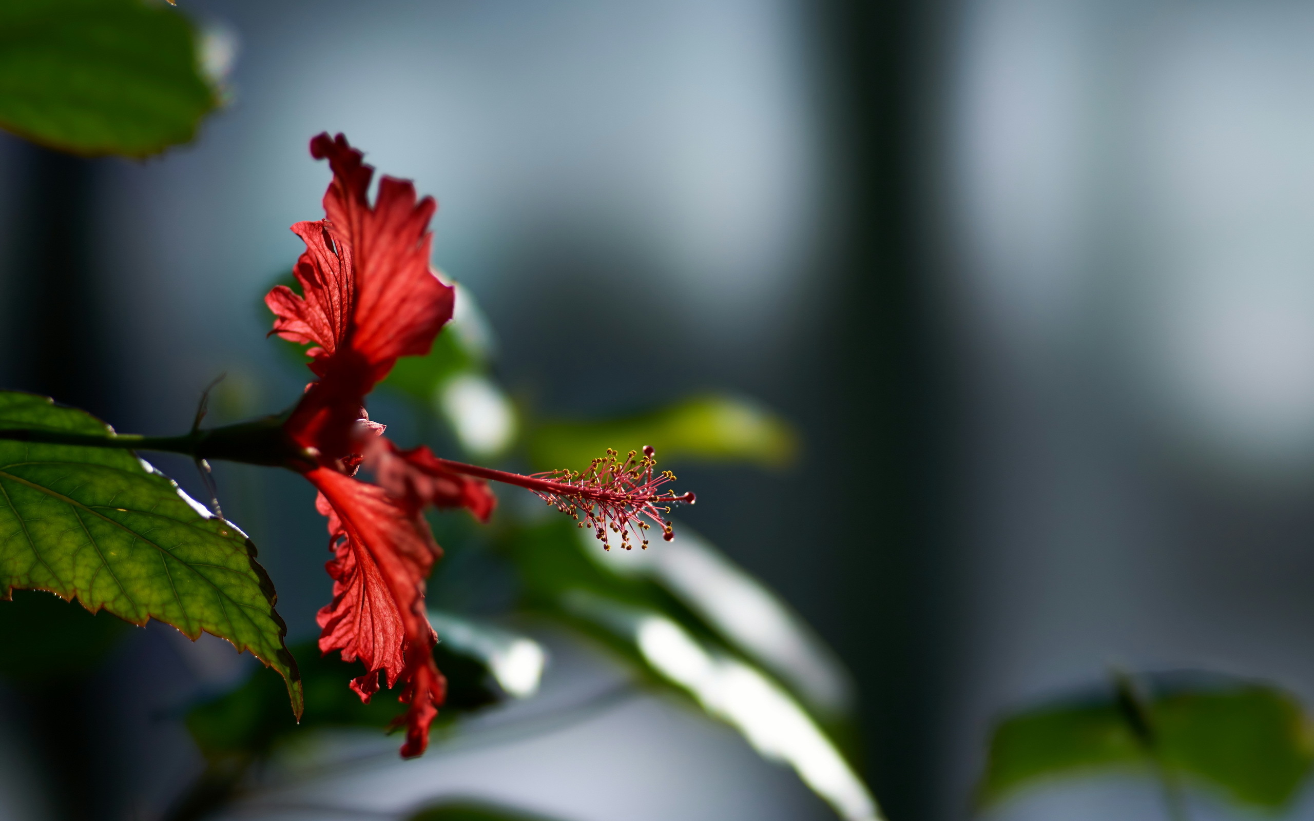 Download mobile wallpaper Hibiscus, Macro, Flowers, Earth for free.