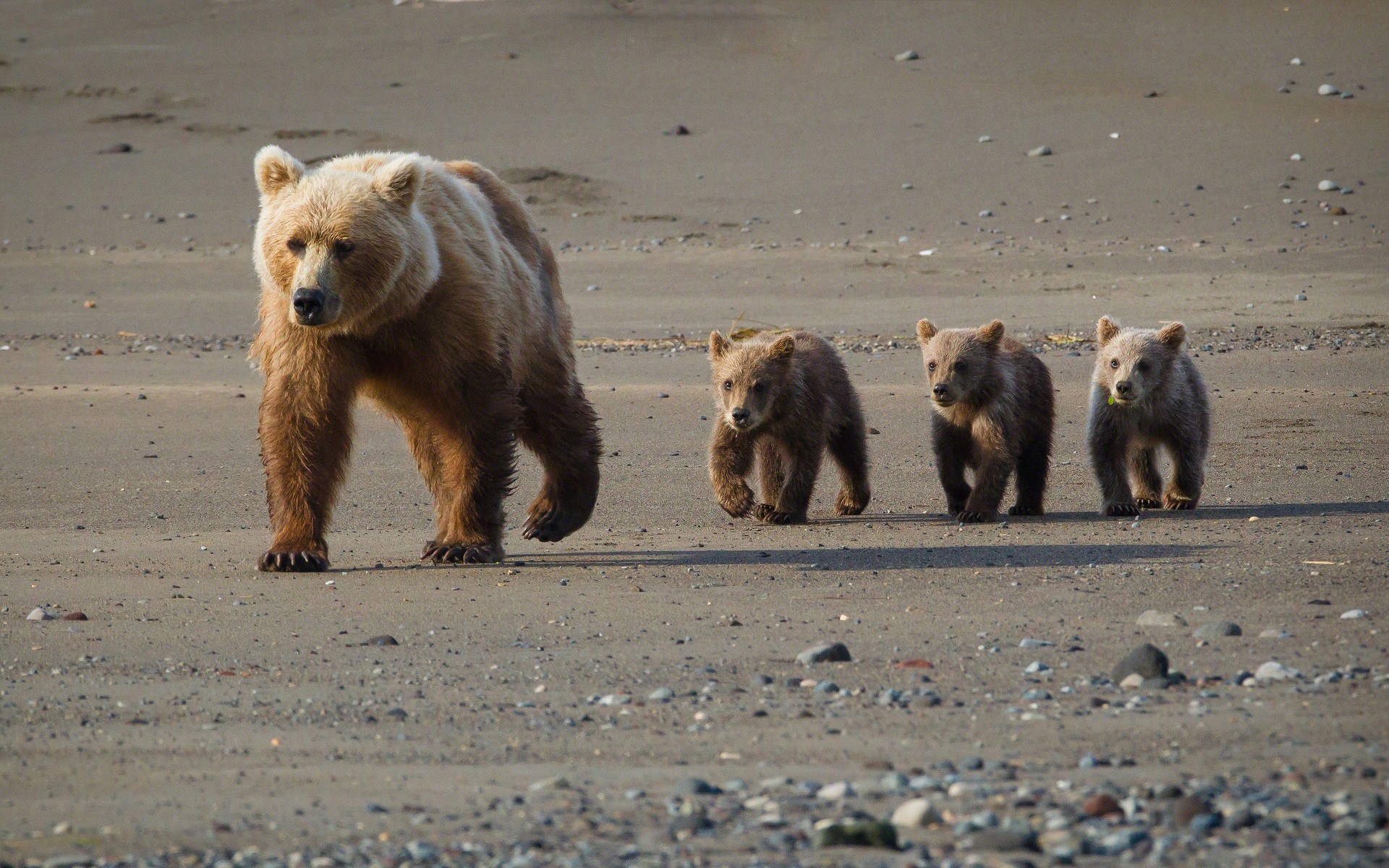 Baixar papel de parede para celular de Animais, Urso gratuito.