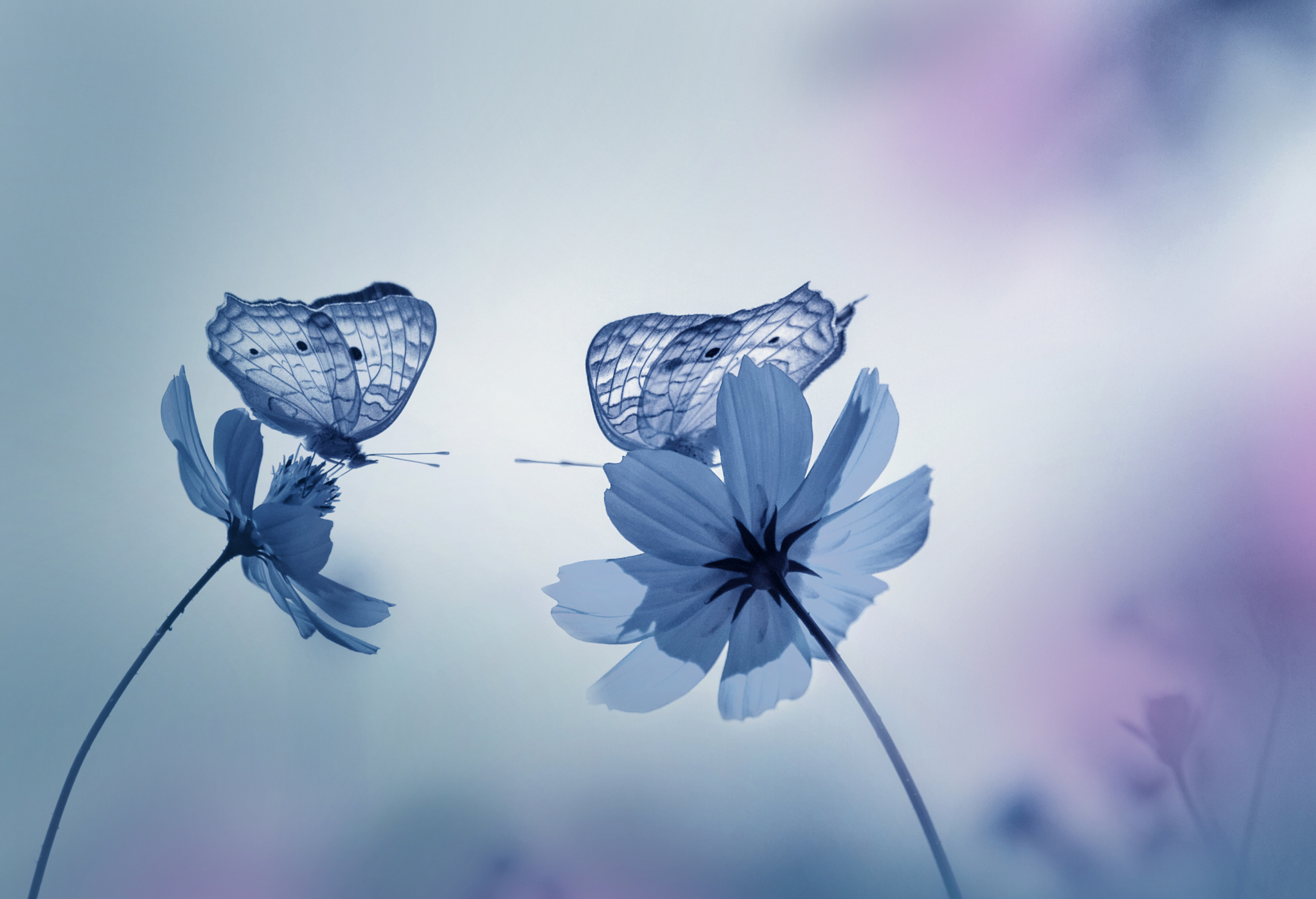 Download mobile wallpaper Flower, Insect, Butterfly, Animal, White Flower for free.