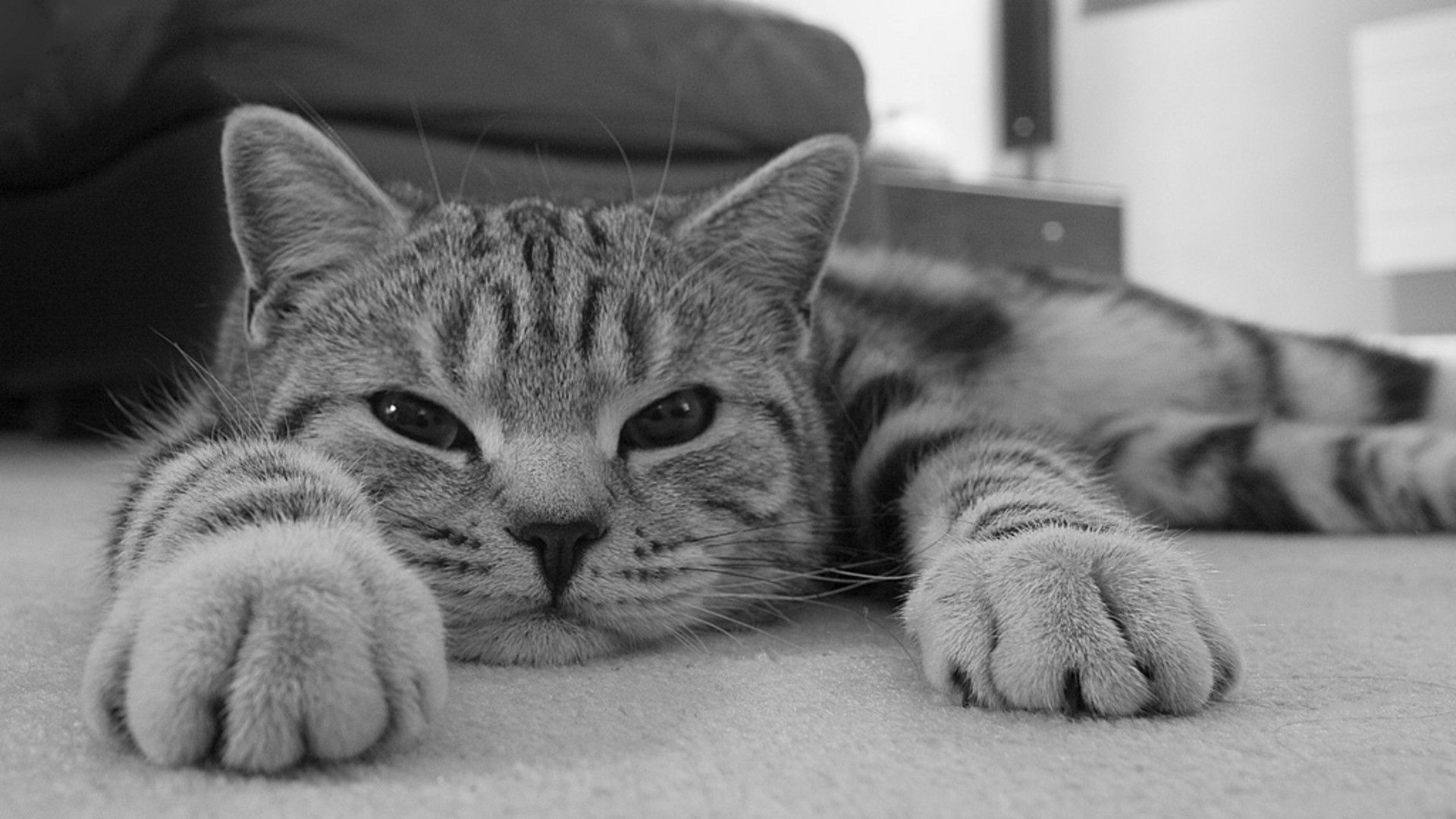 Download mobile wallpaper Rest, Chb, Muzzle, Striped, Cat, Relaxation, Bw, Animals, Eyes for free.