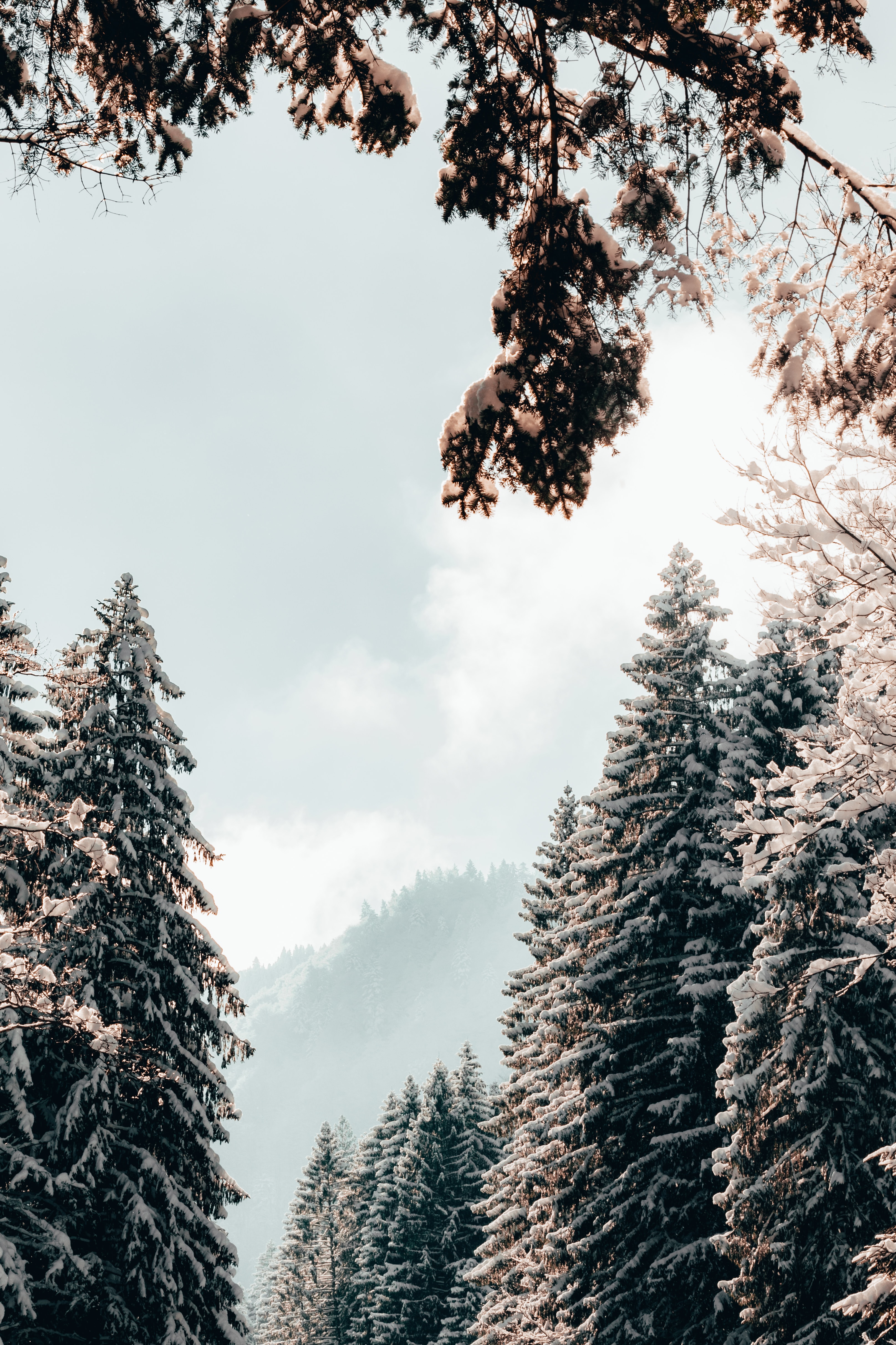 Handy-Wallpaper Natur, Bäume, Schnee, Aß, Aßen, Winter, Landschaft kostenlos herunterladen.