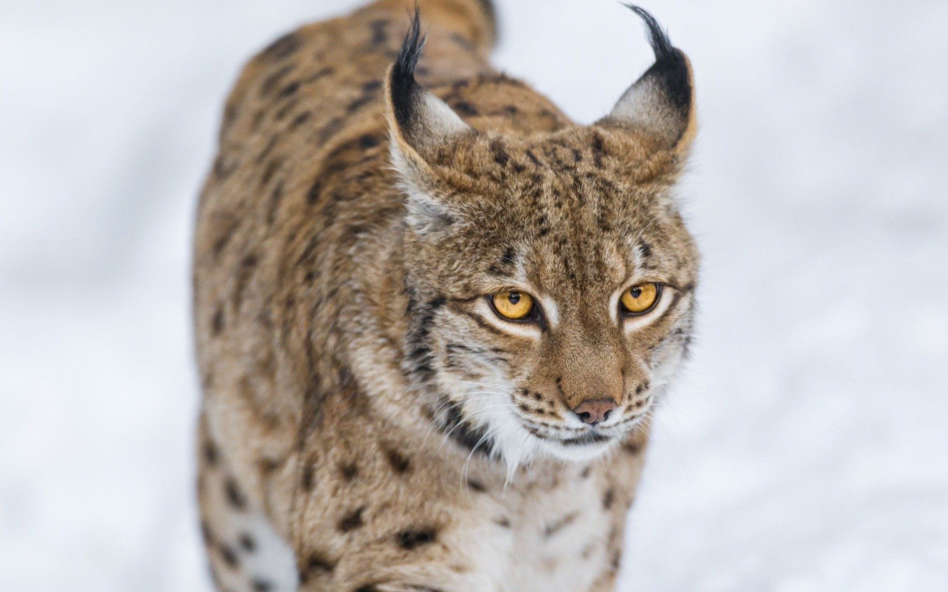 Téléchargez gratuitement l'image Animaux, Chats, Lynx sur le bureau de votre PC