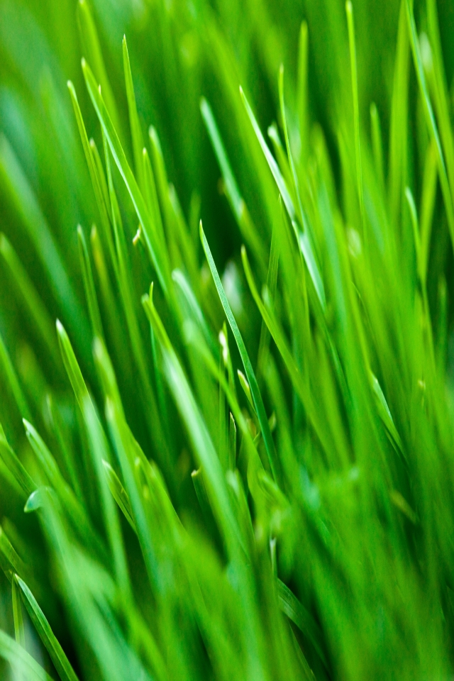 Download mobile wallpaper Grass, Earth for free.