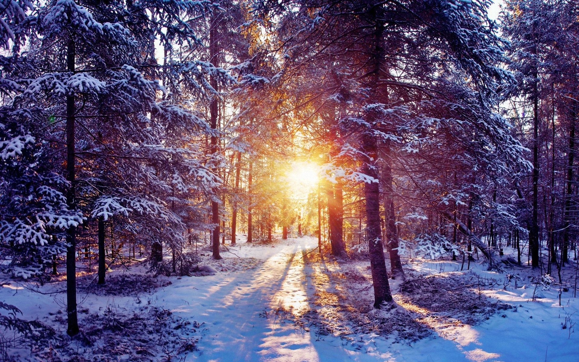 Download PC Wallpaper nature, trees, sun, snow, shine, light, forest, thicket