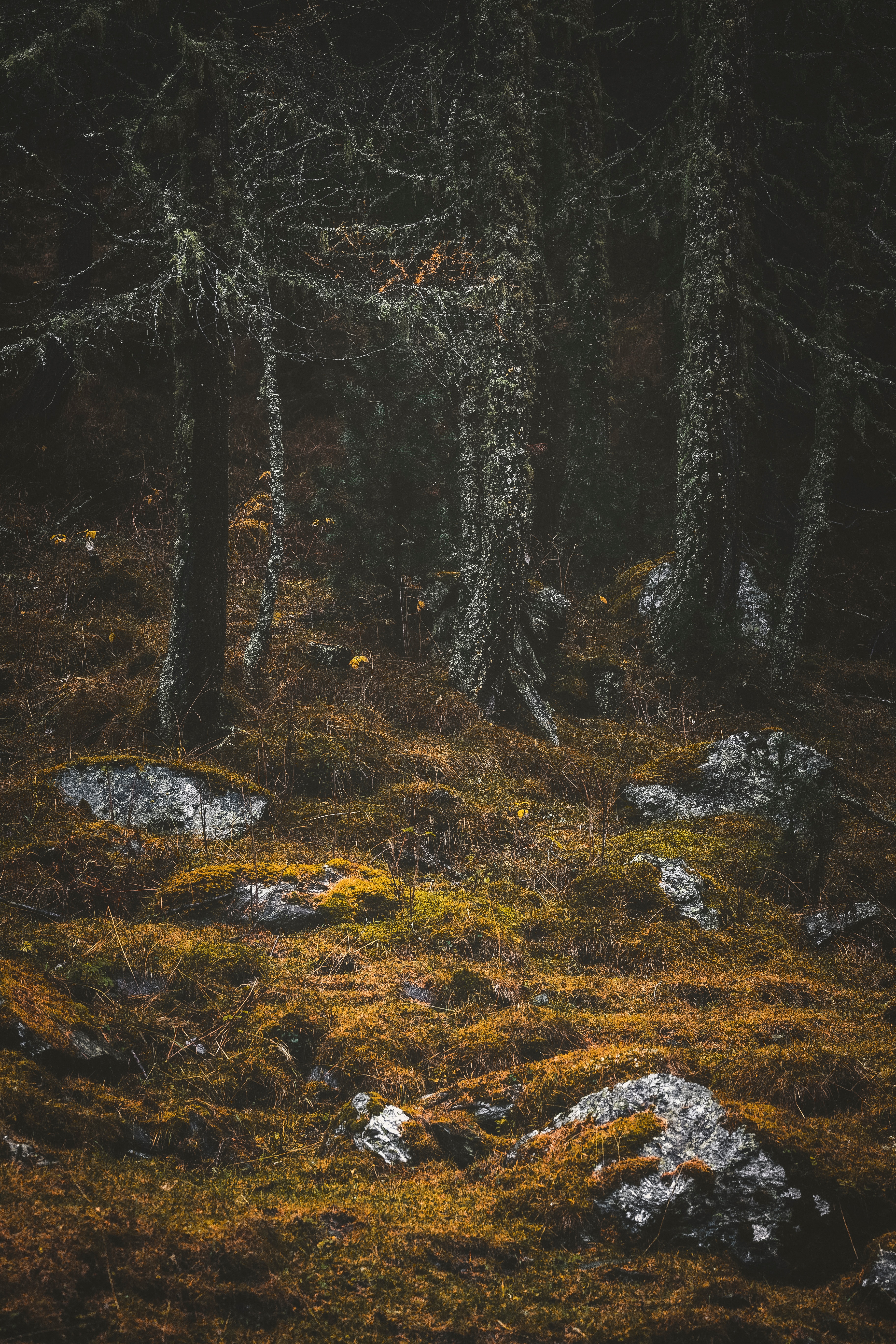 moss, nature, trees, stones, forest 2160p