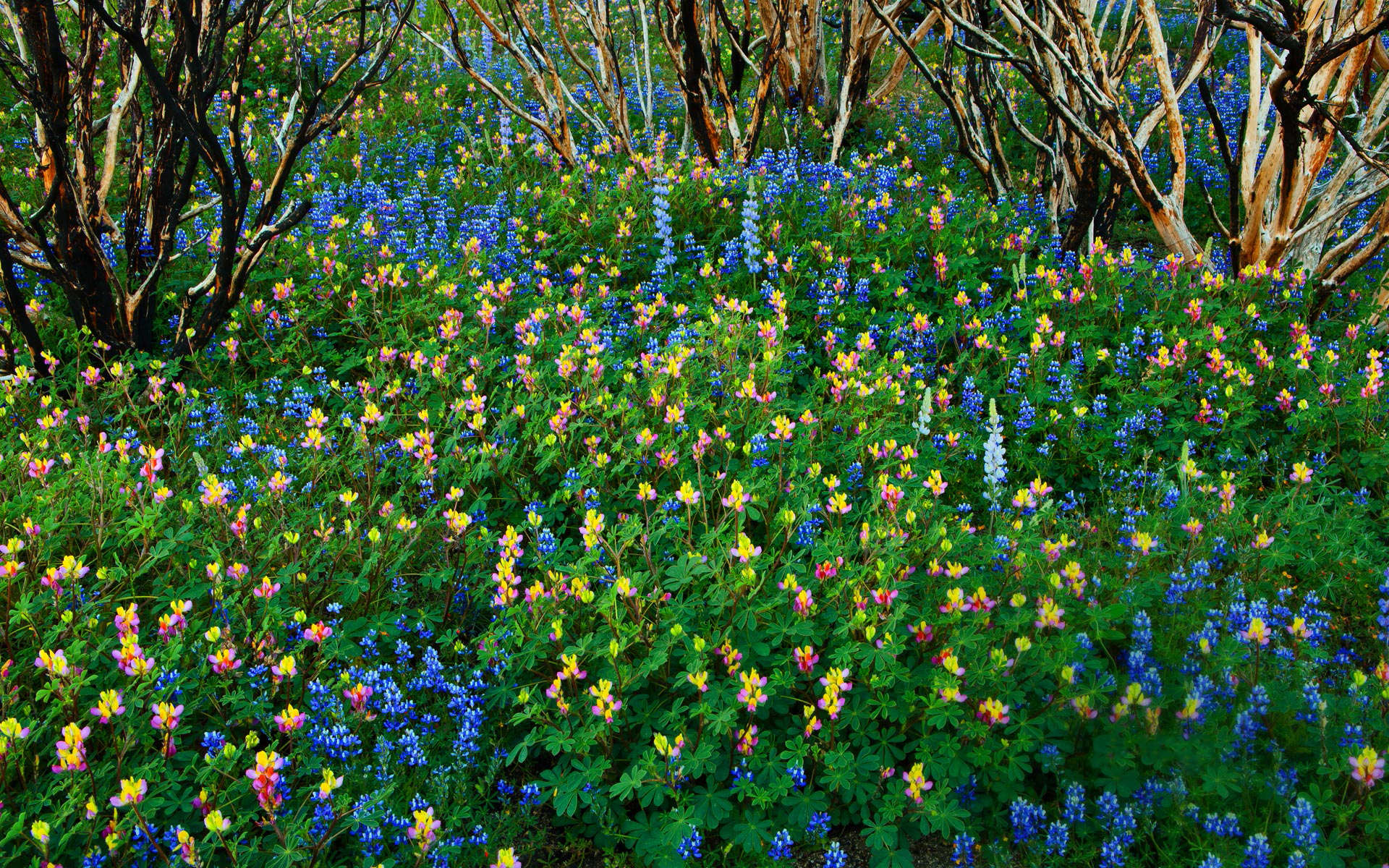 Free download wallpaper Flower, Earth, Colors, Colorful, Spring, Blue Flower on your PC desktop