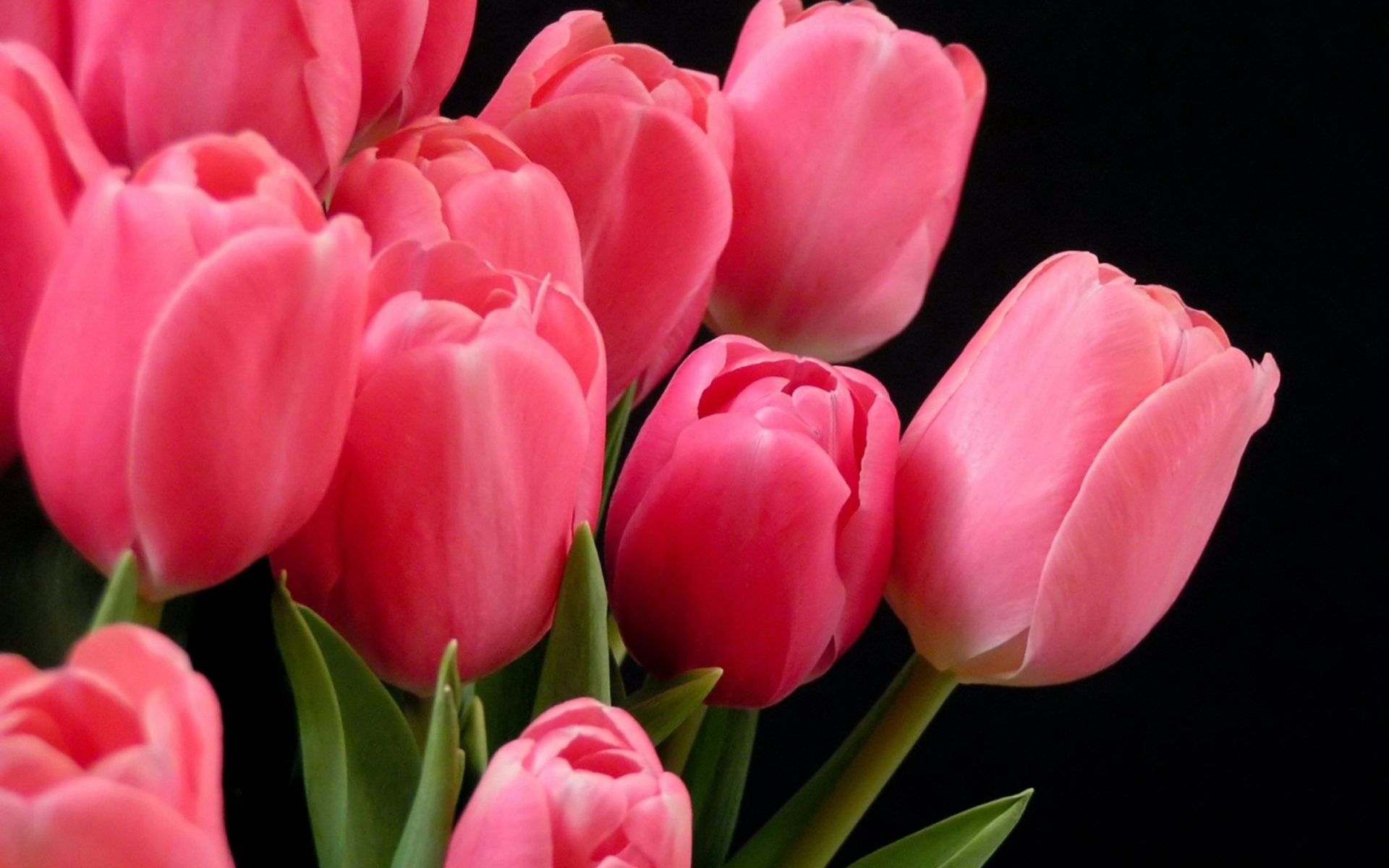 Free download wallpaper Flowers, Flower, Close Up, Earth, Tulip, Pink Flower on your PC desktop