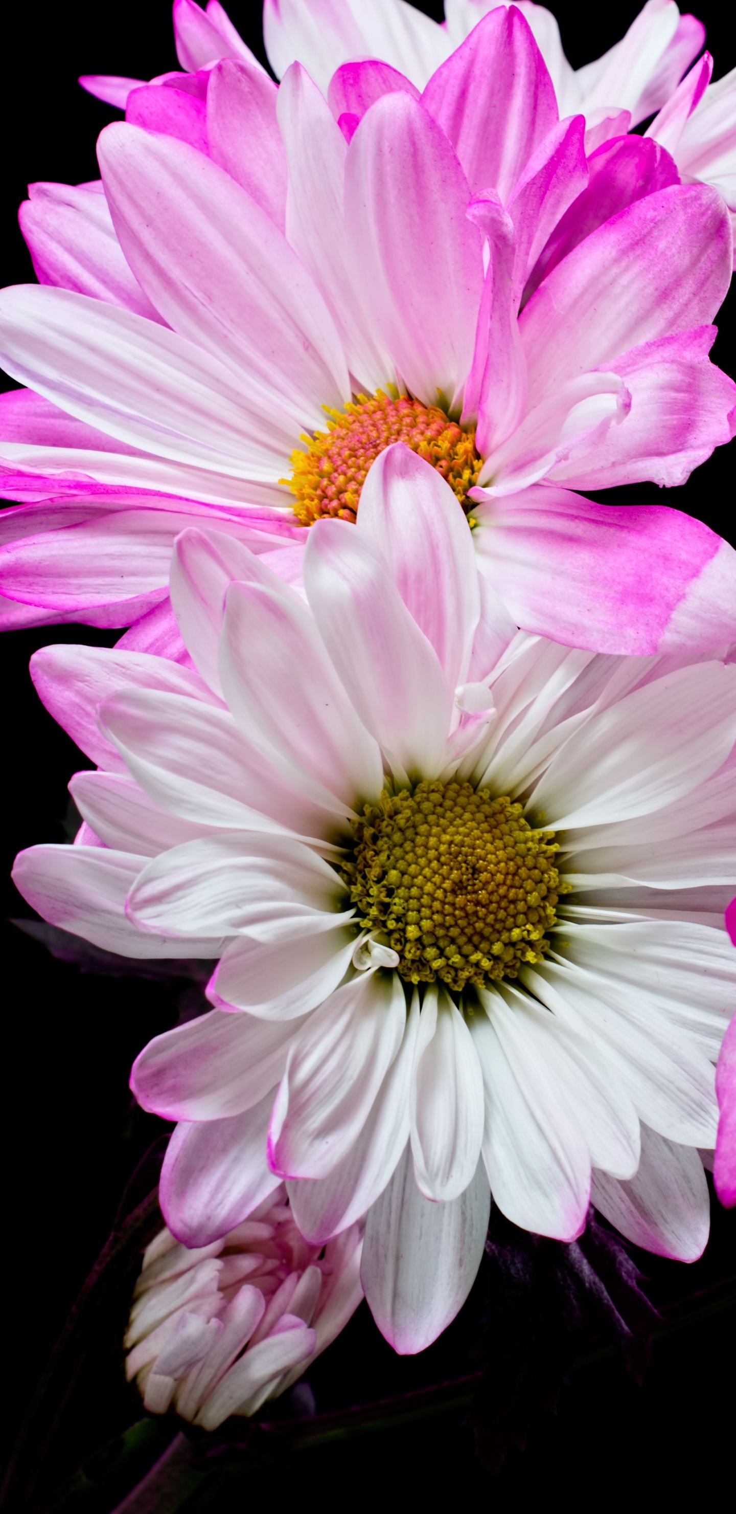 Handy-Wallpaper Blumen, Blume, Weiße Blume, Erde/natur, Pinke Blume kostenlos herunterladen.