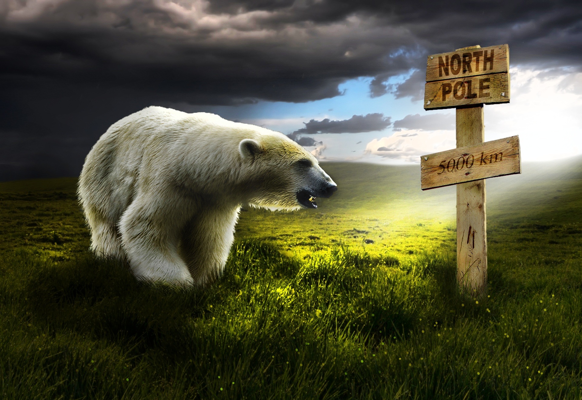 Laden Sie das Tiere, Bären, Photoshop, Eisbär, Gras, Manipulation-Bild kostenlos auf Ihren PC-Desktop herunter
