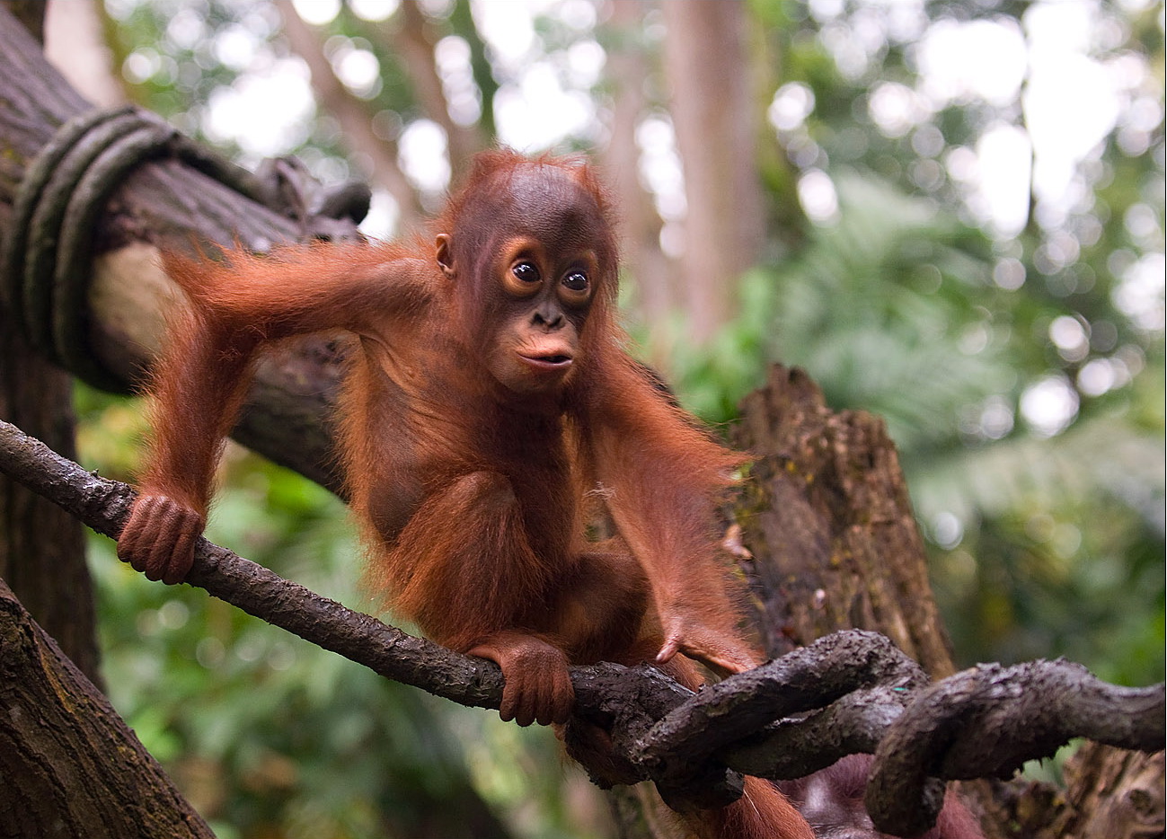 Baixar papel de parede para celular de Orangotango, Macacos, Animais gratuito.