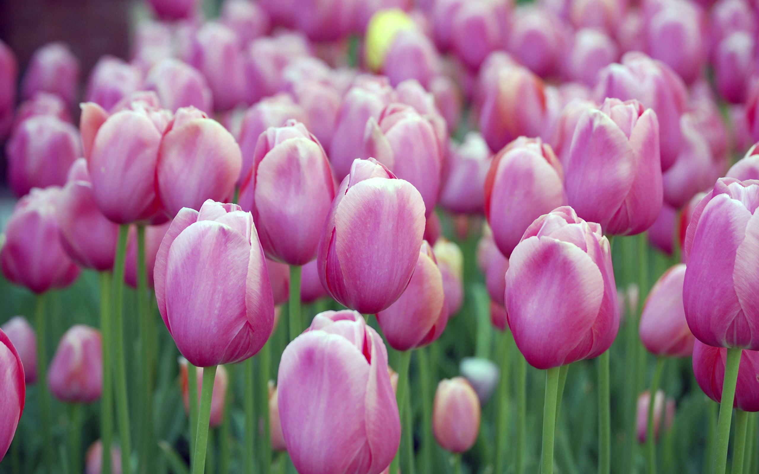 Скачати мобільні шпалери Тюльпан, Рожева Квітка, Флауерзи, Поле, Квітка, Земля безкоштовно.