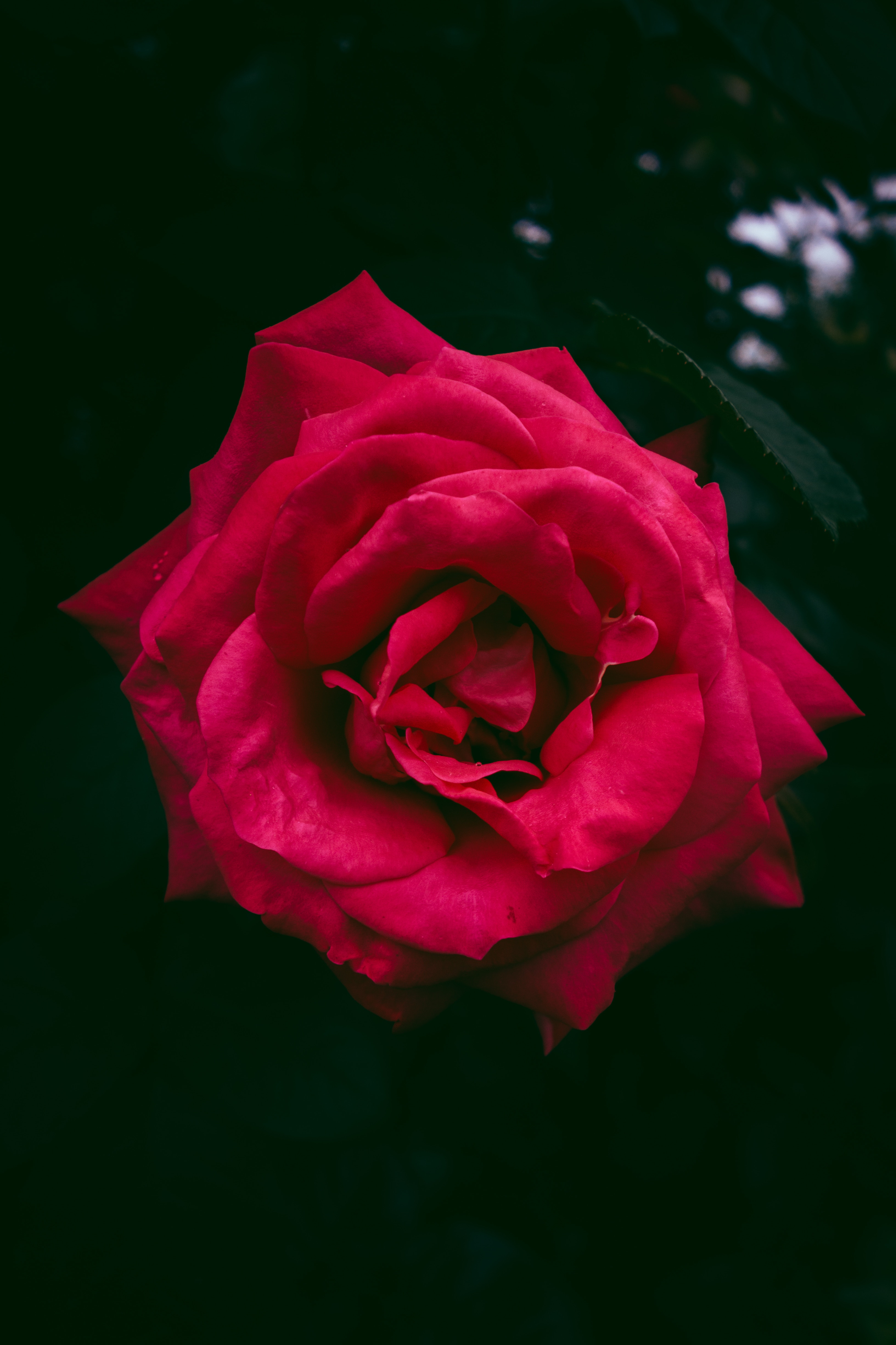 rose flower, flowers, bush, red, rose, bud Phone Background