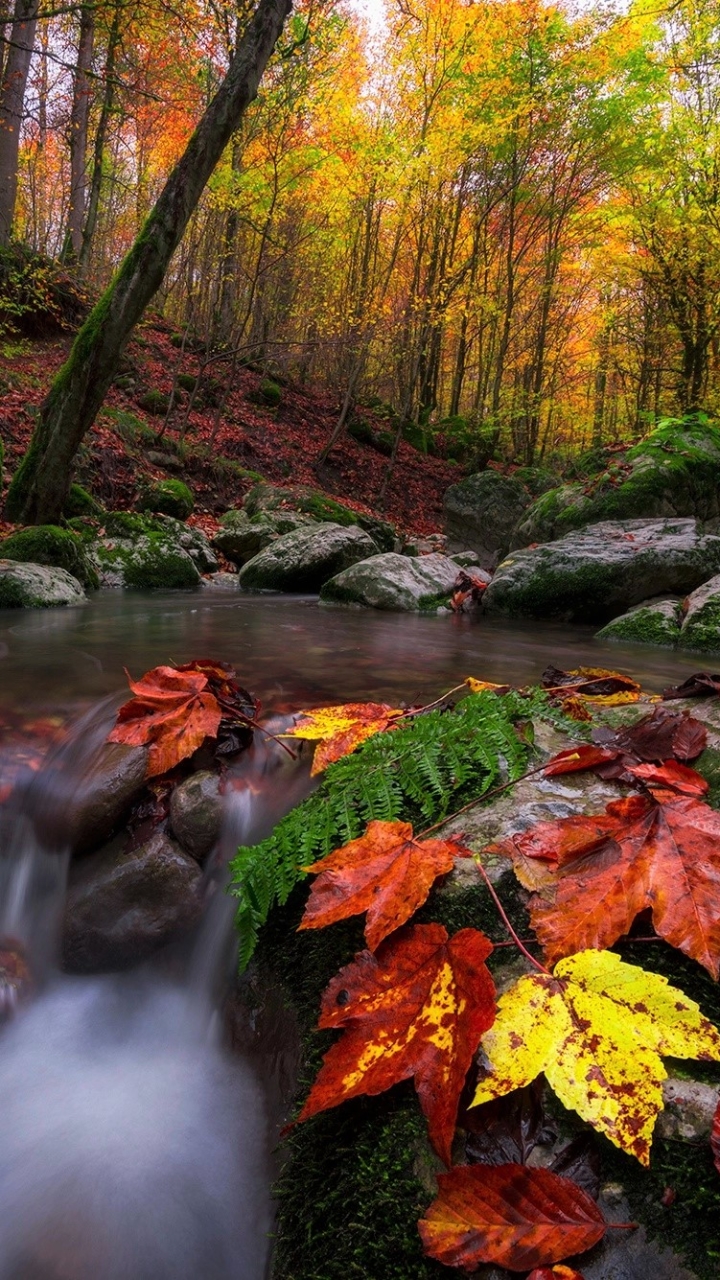 Download mobile wallpaper Forest, Leaf, Fall, Earth, Stream for free.