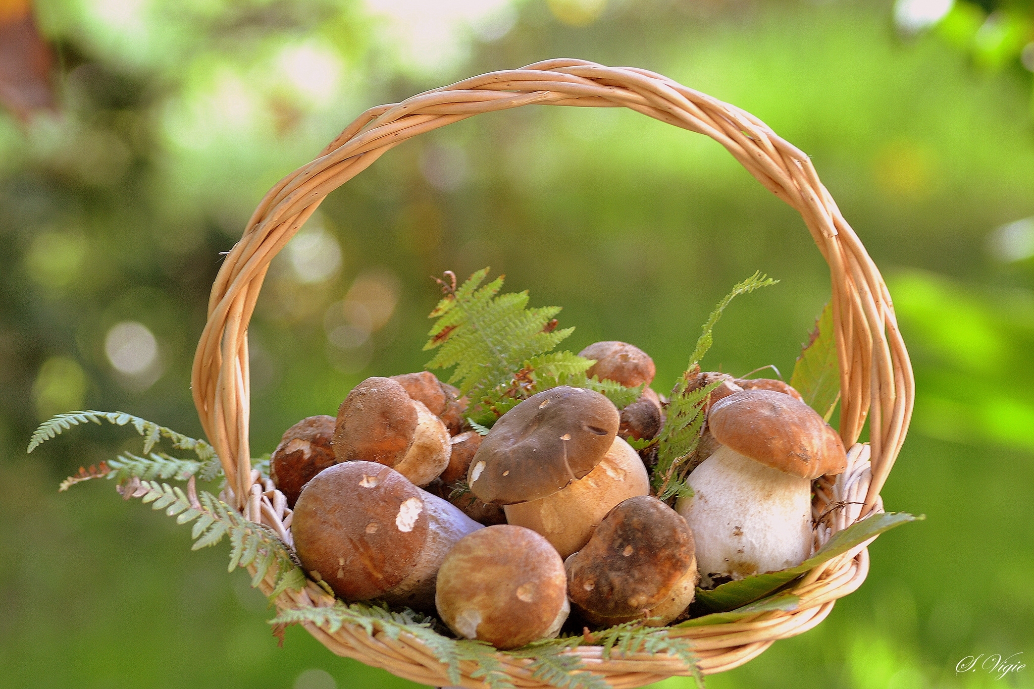 Descarga gratuita de fondo de pantalla para móvil de Champiñón, Cesta, Tierra/naturaleza.