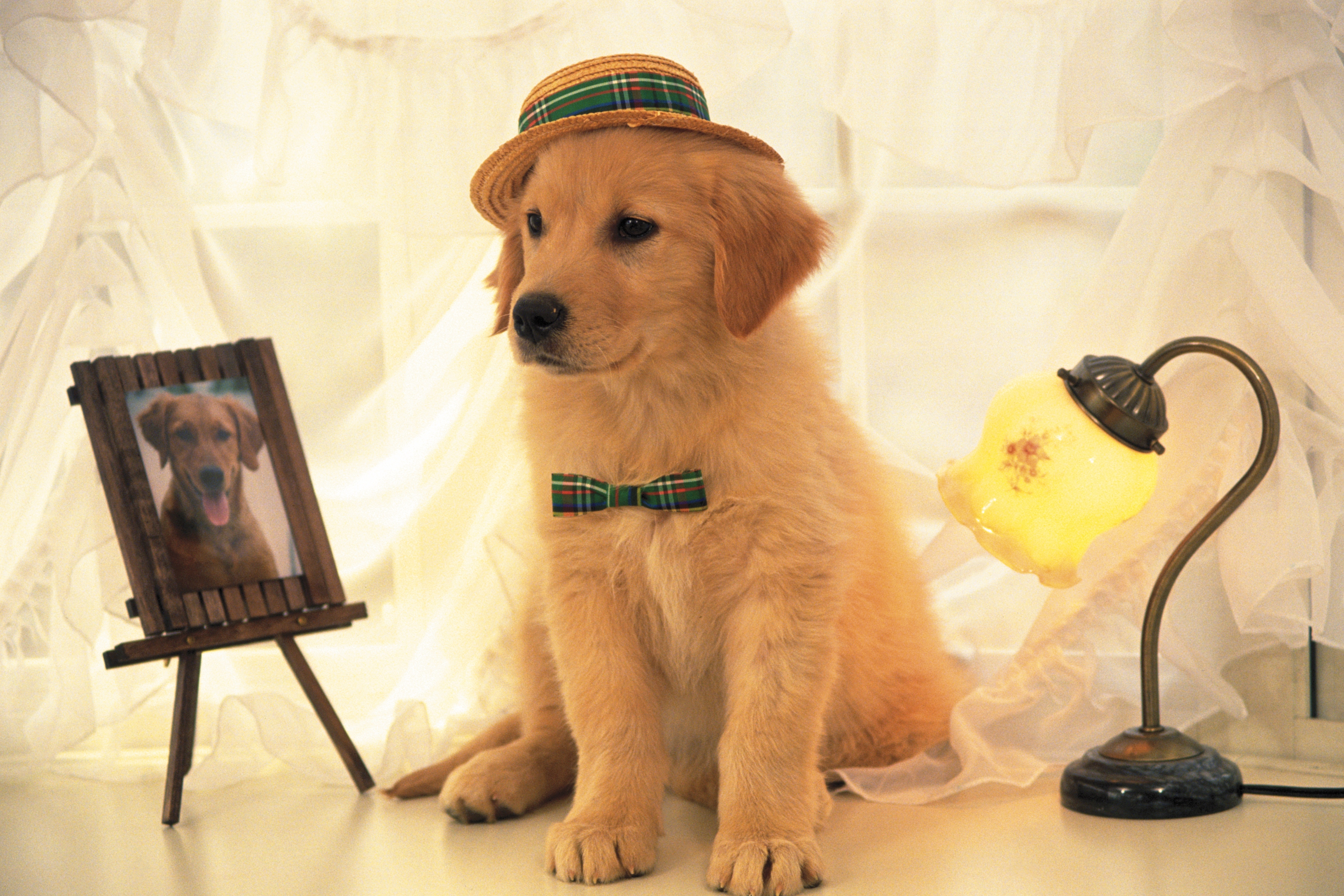 dog, hat, light, shine, animals, portrait