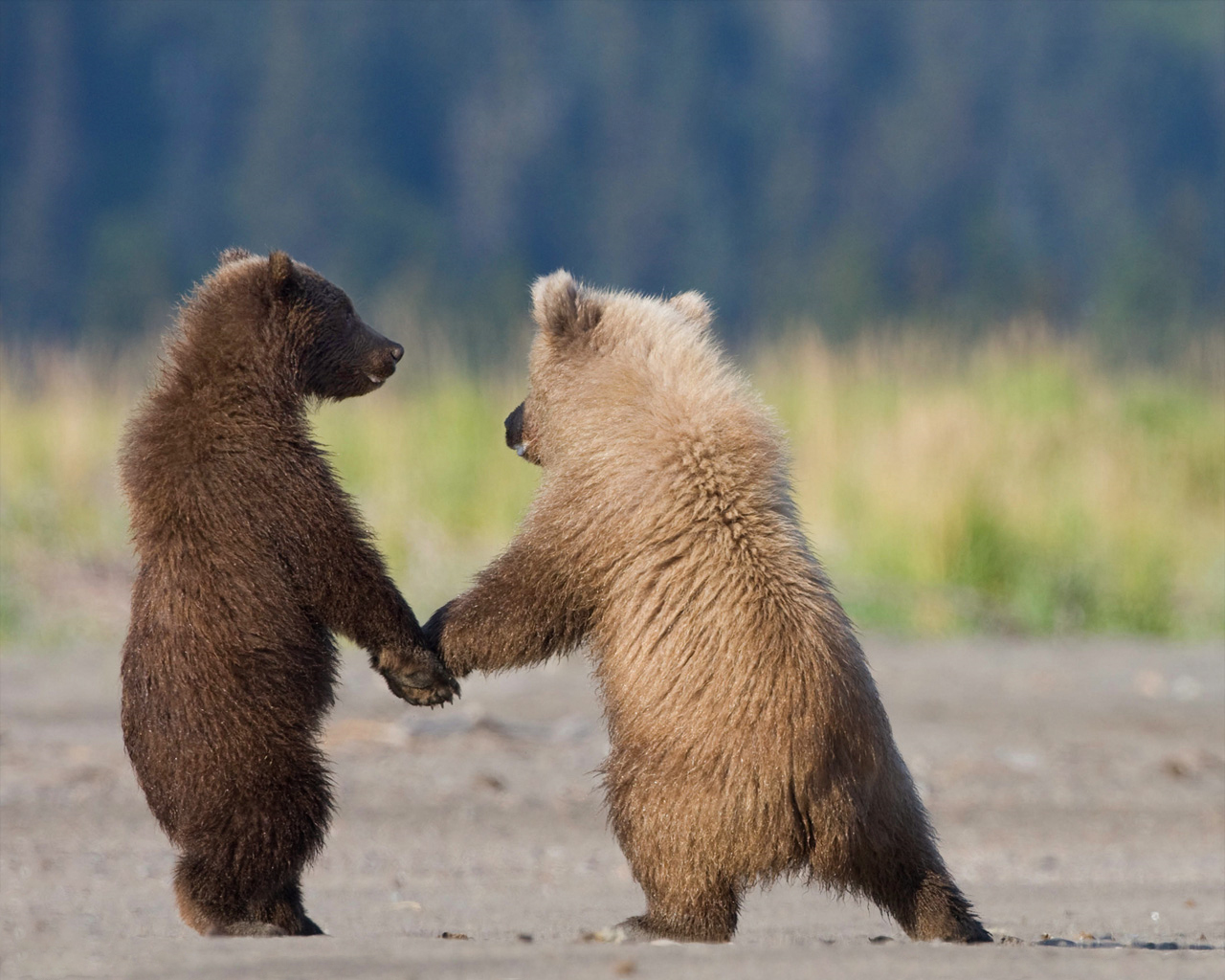 1436709 descargar fondo de pantalla animales, oso, alaska: protectores de pantalla e imágenes gratis